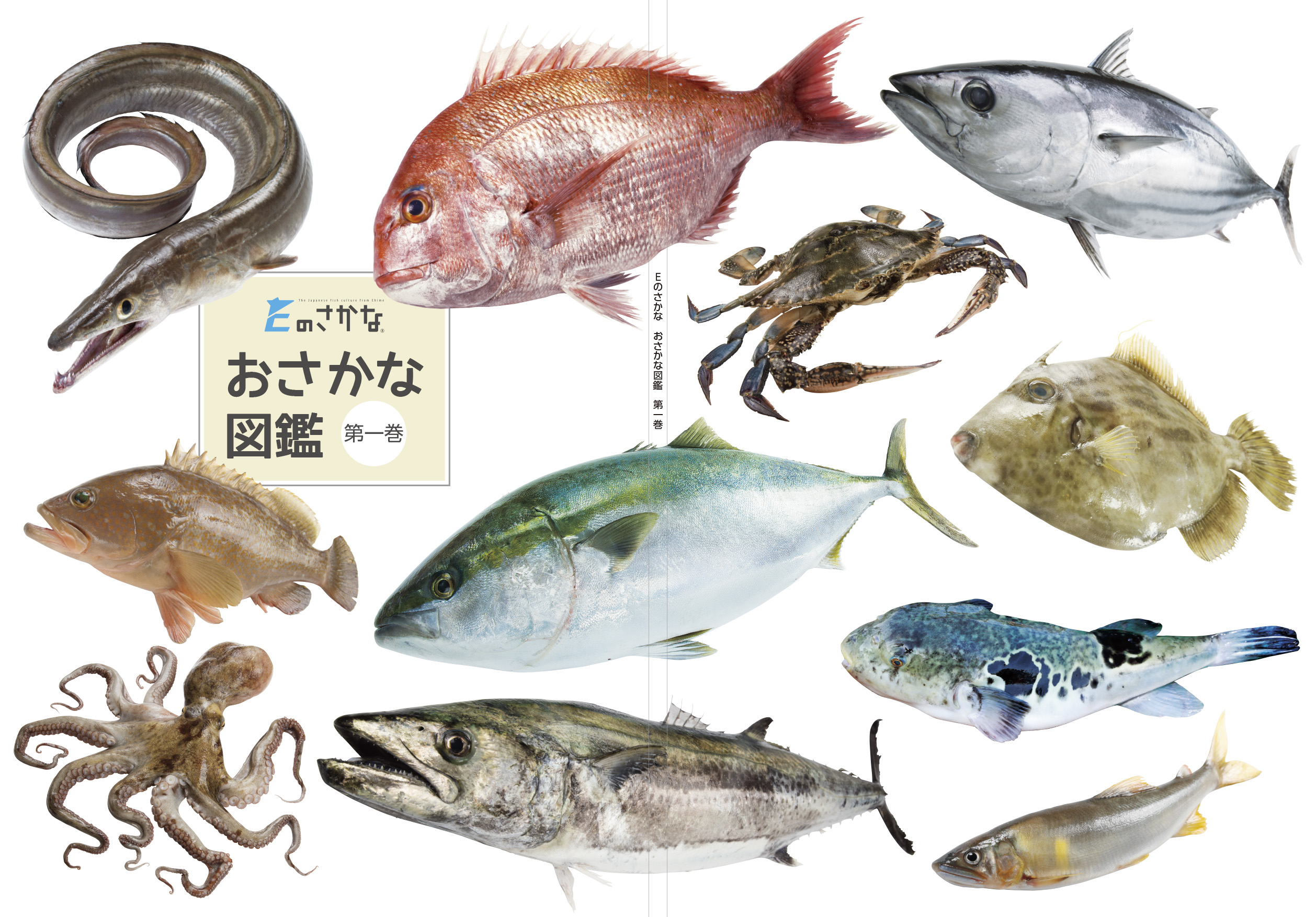 さかなページ 魚の魅力を伝える人気フリーマガジン クラファンで挑む「おさかな図鑑