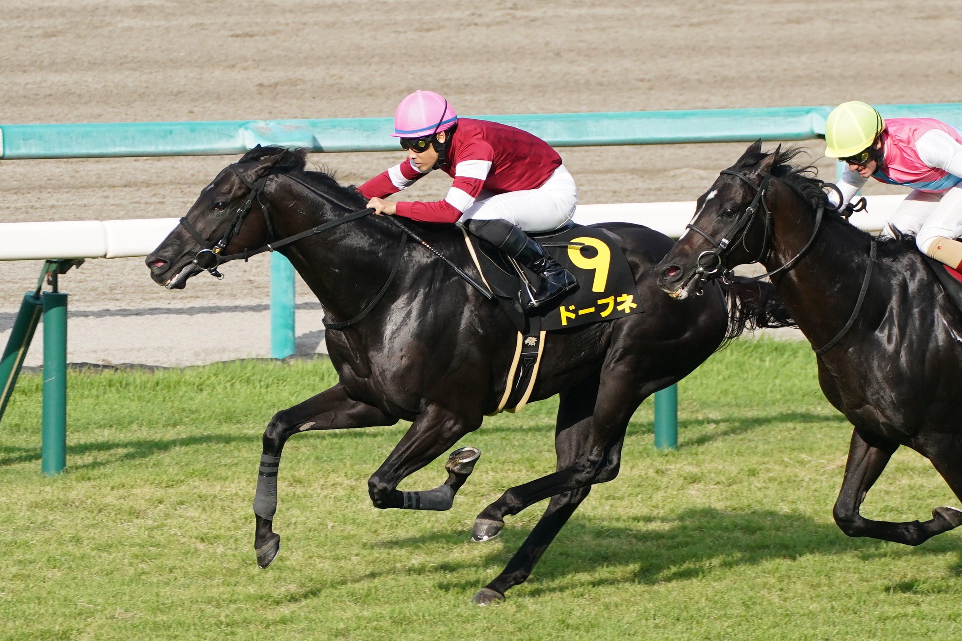 ドーブネがヴェルサイユリゾートファームで乗馬に セカンドキャリアの