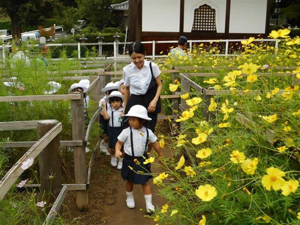 コスモス迷路が登場 奈良 桜井の安倍文殊院 産経ニュース