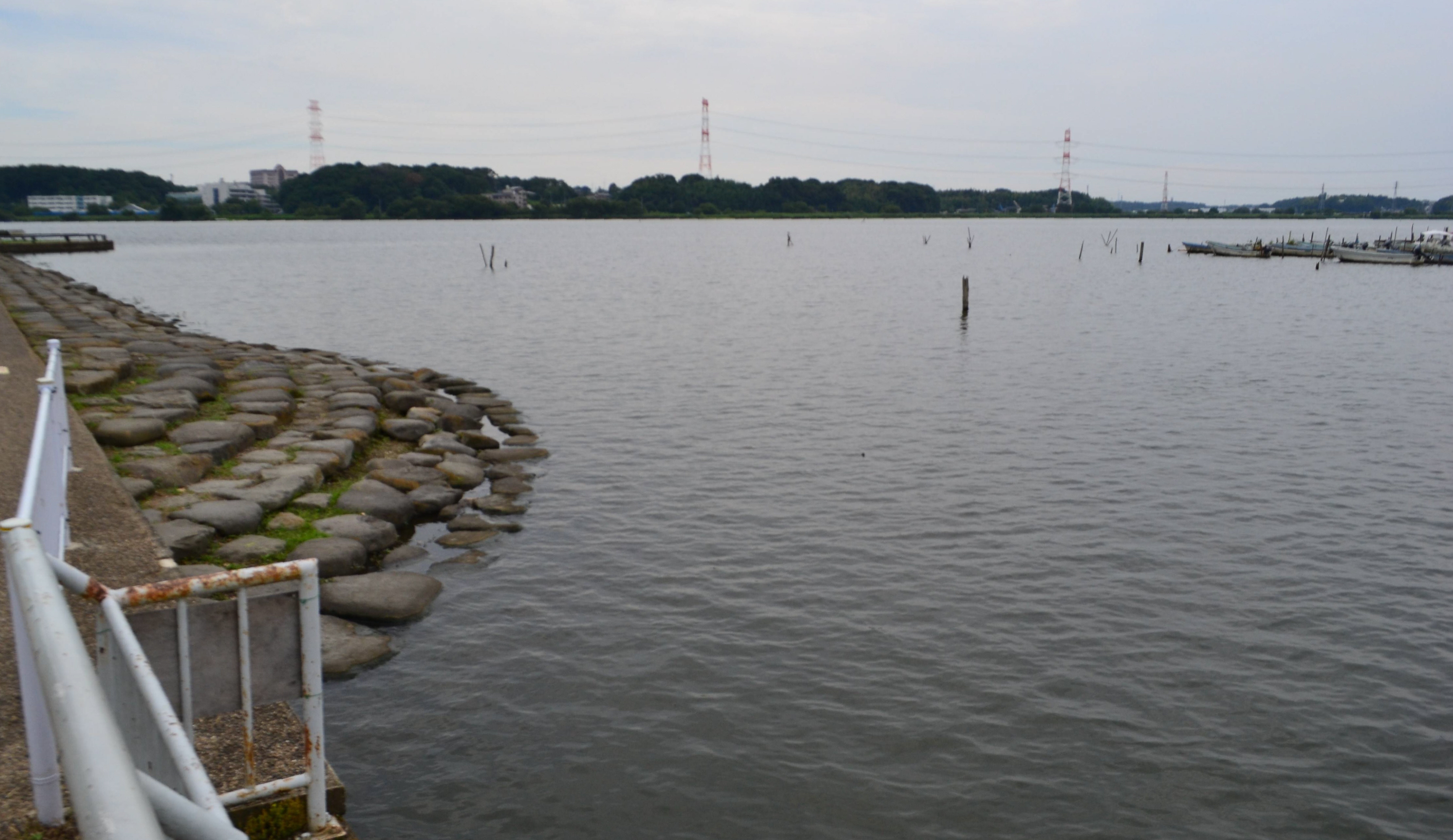 文豪も愛した手賀沼のほとりで夕涼みを楽しむ、水質浄化で水生生物も