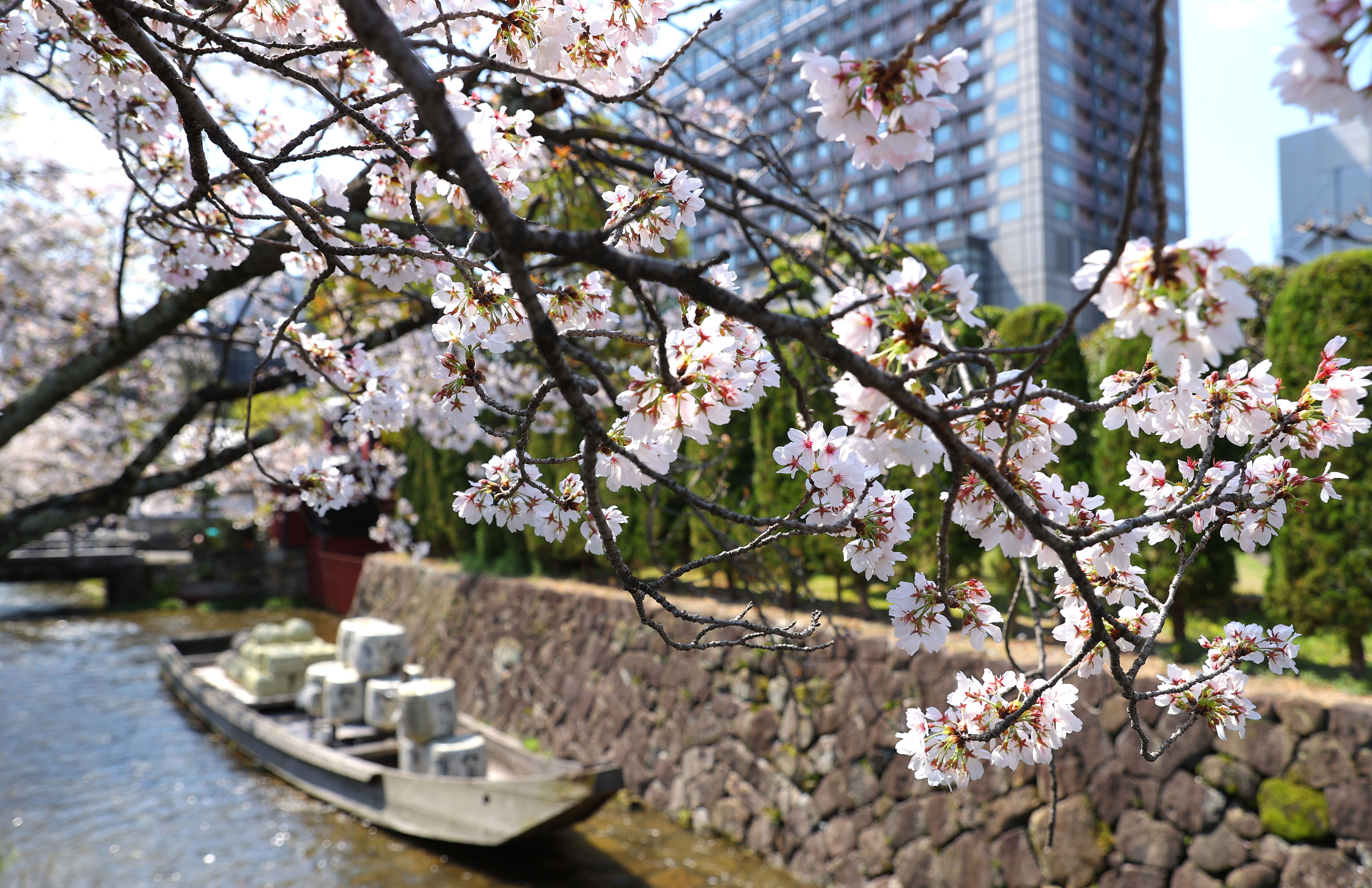 【原画 18×18cm】Vernal Breeze：桜と川の春霞 水面に桜が写り込む幻想的な世界 静かに春の風情を楽しむ国史跡「高