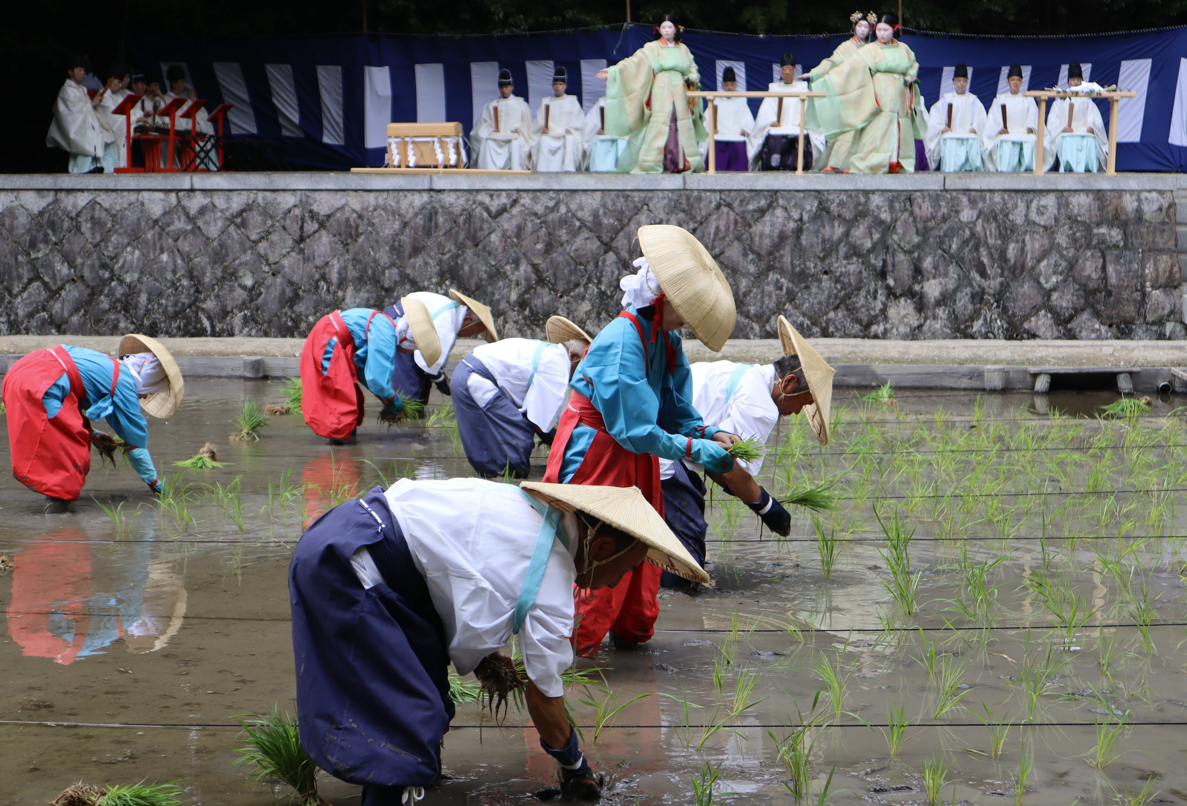 五穀豊穣を祈り田植え 伏見稲荷大社 - 産経ニュース