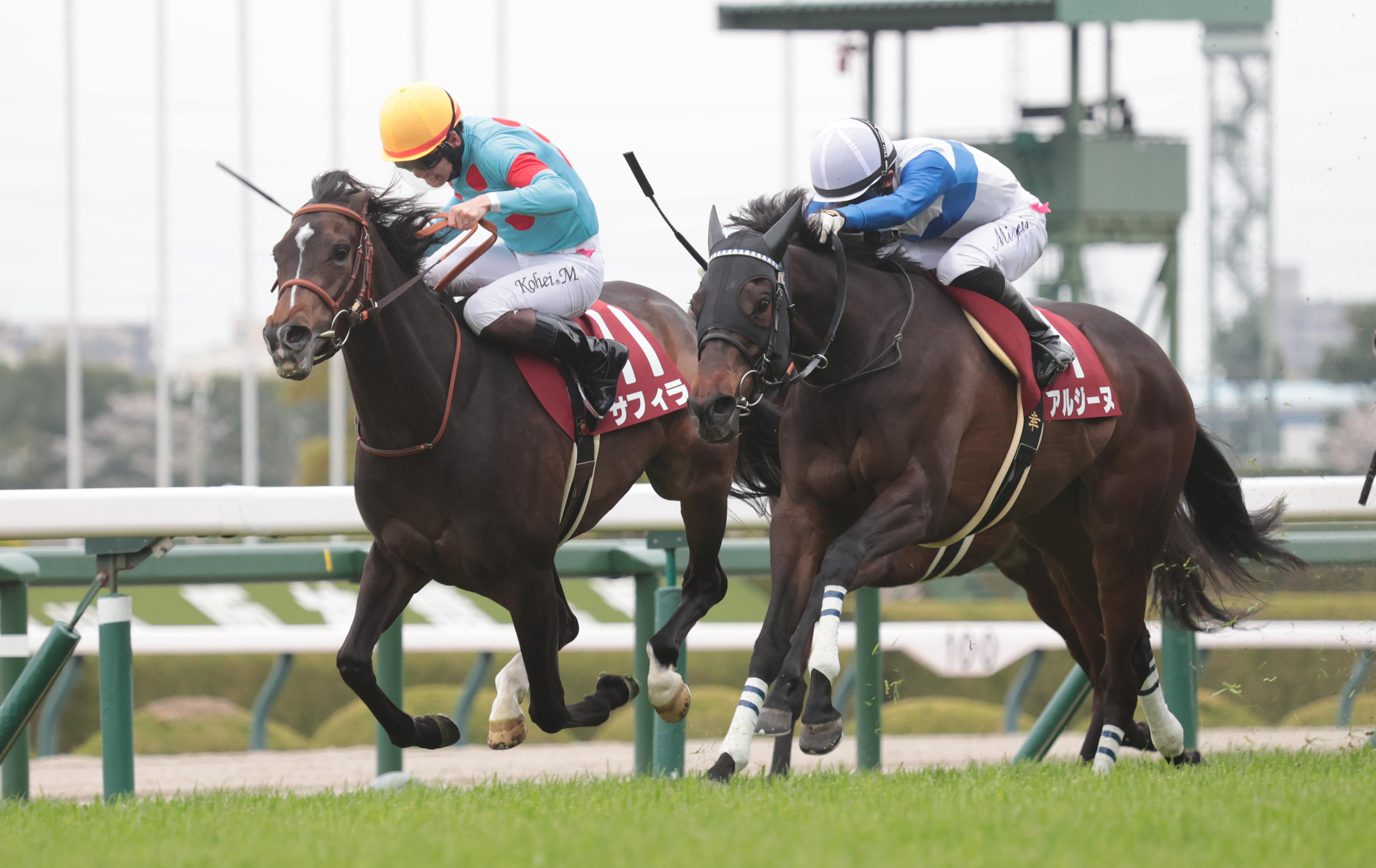 サンスポ杯阪神牝馬S】格上挑戦のサフィラが2番手から粘り込む 松山