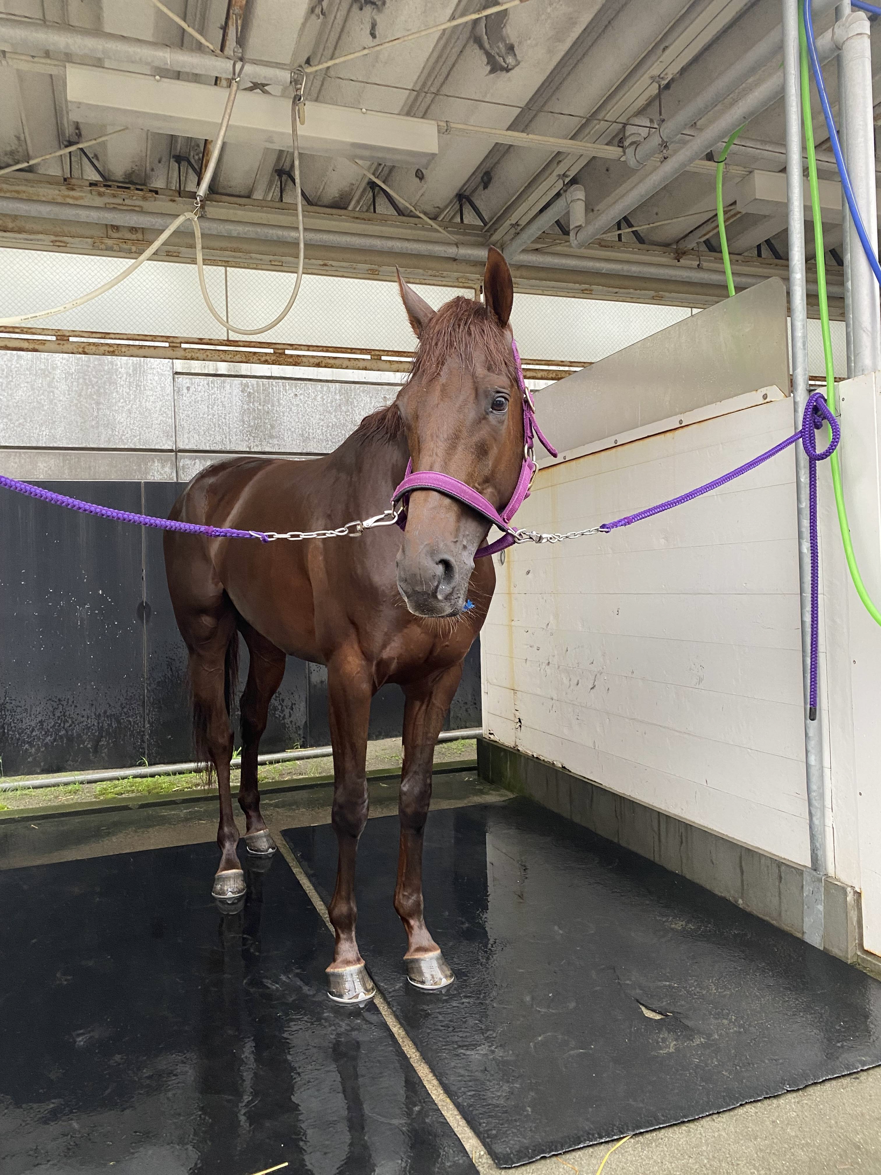 【札幌２歳Ｓ】マーゴットソラーレが前日調整 ゲート練習 ...