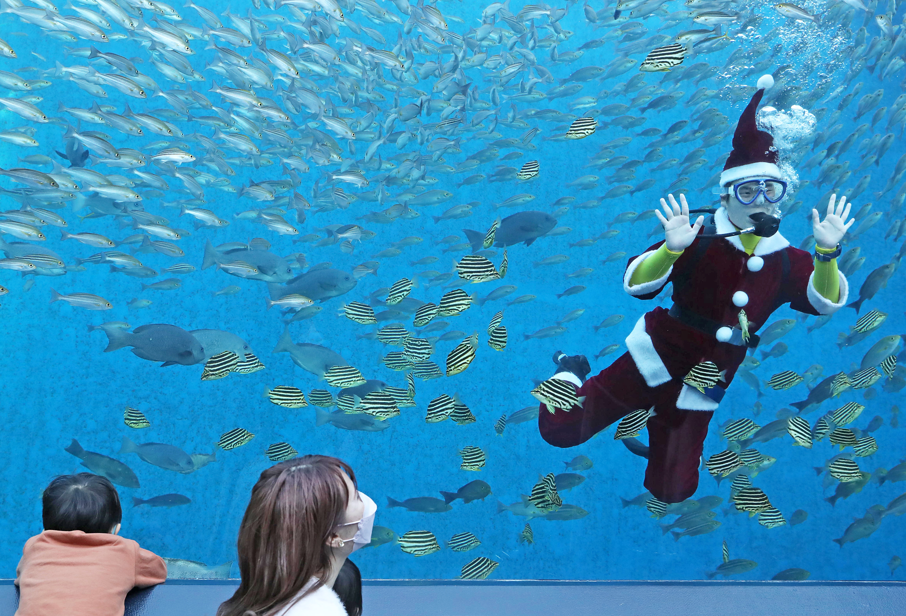 魚に囲まれたサンタさん 横浜・八景島シーパラダイス - 産経ニュース