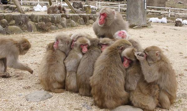 寒さ続き サル団子 始まる １００匹以上が押しくらまんじゅう 香川 小豆島の自然動物園 産経ニュース