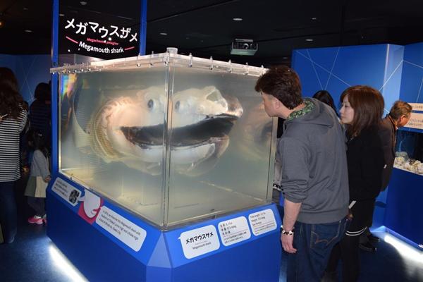 怒っているのか 笑っているのか 不思議な 顔 を持つ魚大集合 大阪 海遊館で 顔博 産経ニュース