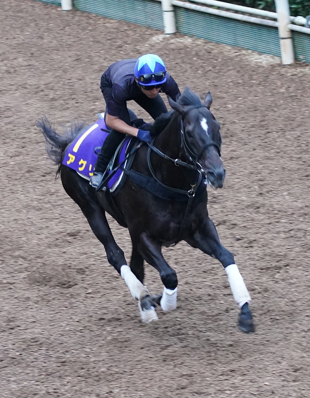 【スプリンターズＳ】アグリ〝短距離王国〟仕上げ 安田隆師「ＧⅠ ...