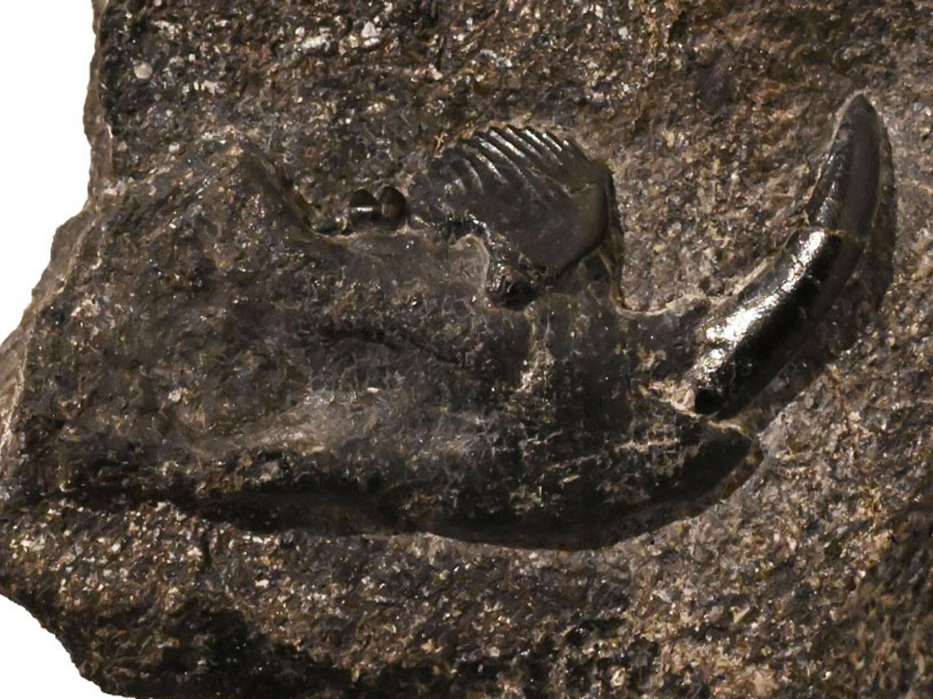 リス似の新属新種化石発見、恐竜時代に生息 「コシキバータル・カシマ