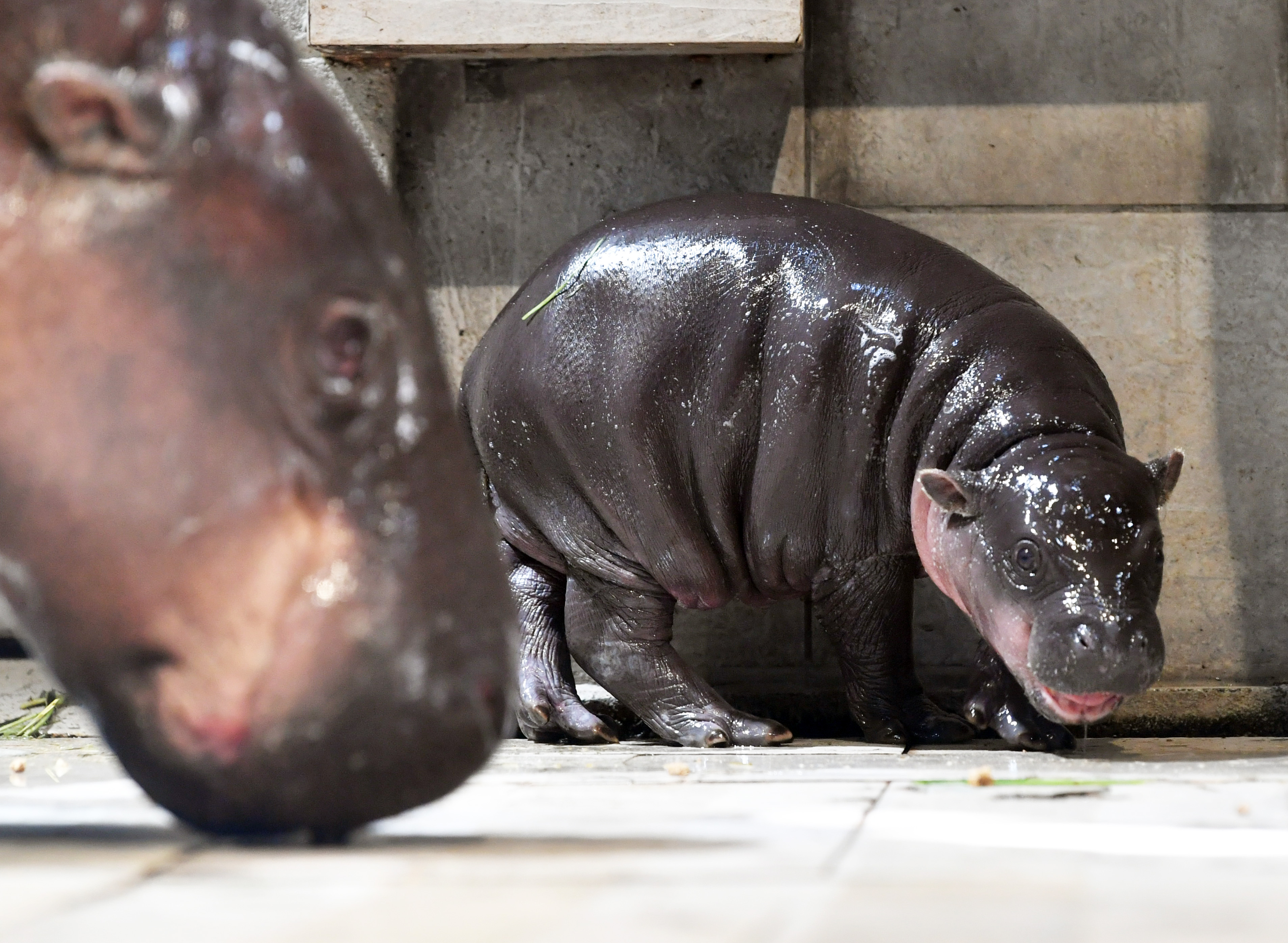 動画】【どうぶつ園のニューフェース】好奇心旺盛の甘えん坊 ミニカバ