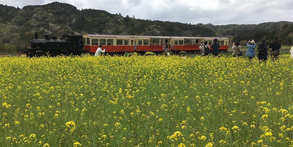 里山トロッコ 菜の花畑をゆく 千葉 市原 産経ニュース