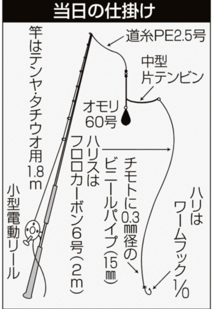 女子のミカタ テンビンで数釣り狙える夏タチウオ 東京湾 走水沖 富津沖 サンスポ