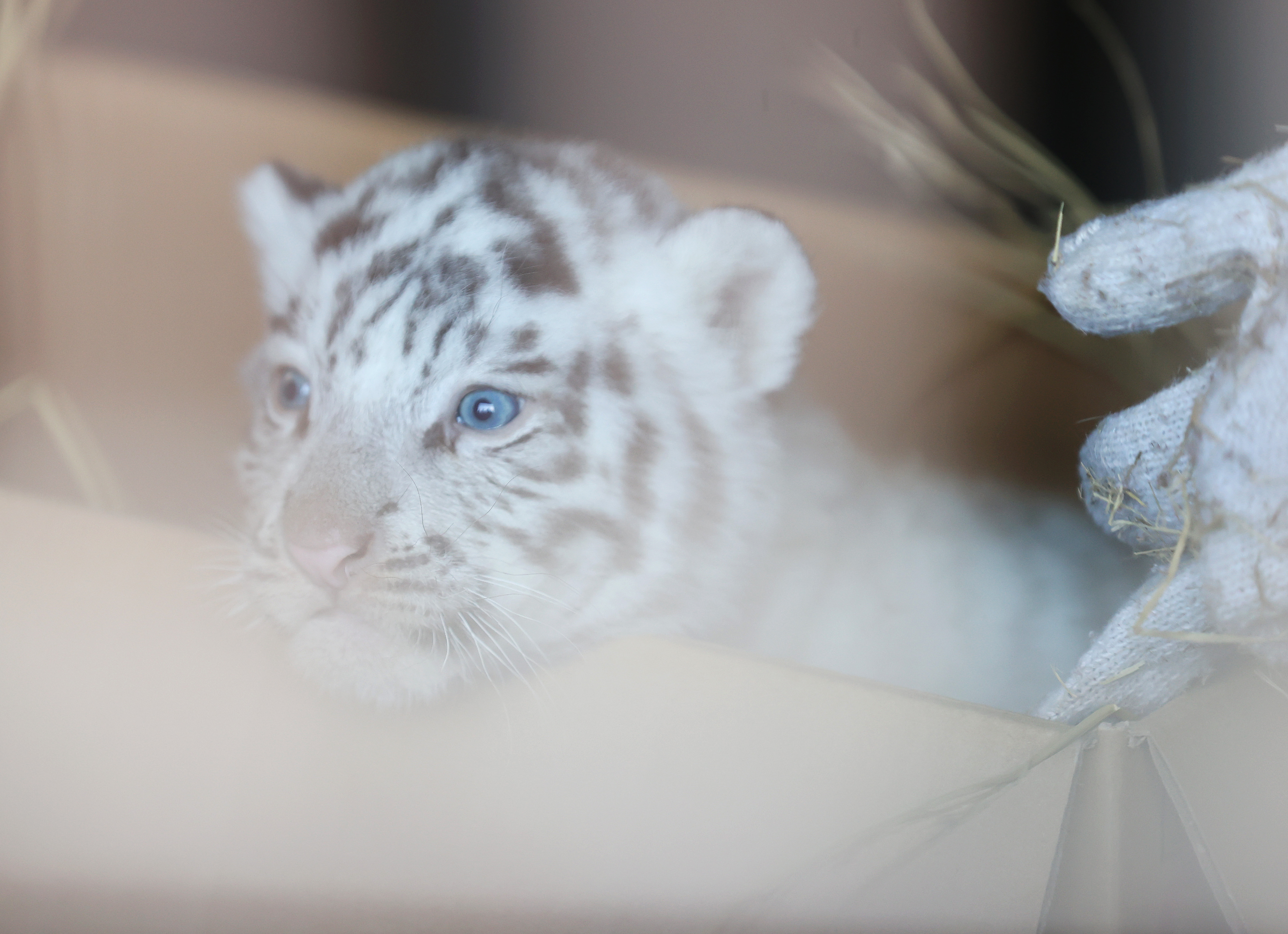 ホワイトタイガーの赤ちゃん2頭、母にくわえられてお散歩 埼玉