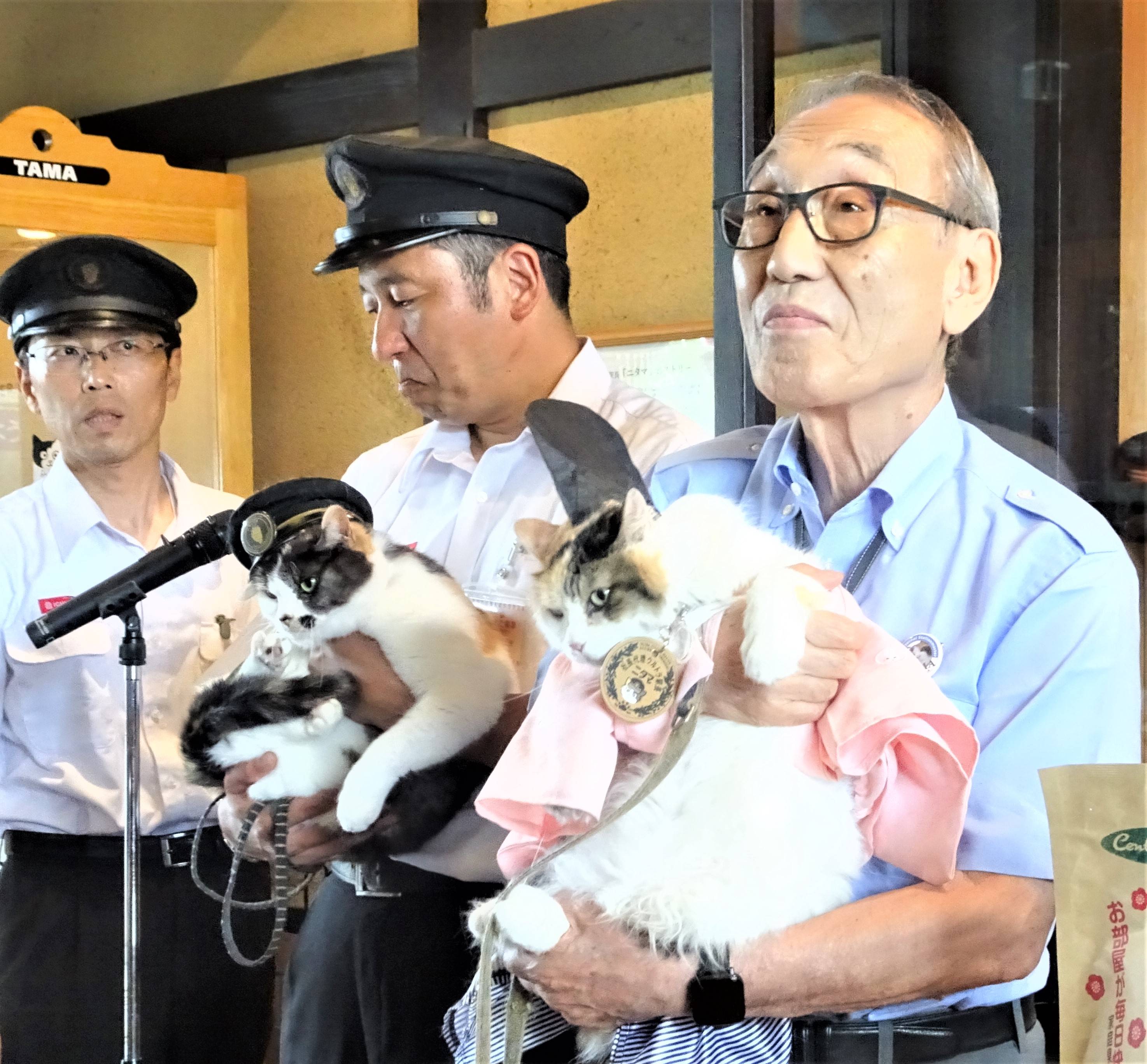 Amazon.co.jp: 【三毛猫と毛糸玉】子猫と毛糸玉 : おもちゃ