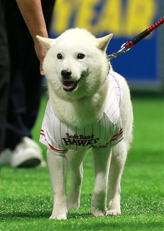 お父さん犬が始球式に登場！ 兄役のダンテ・カーヴァー氏が投球 - サンスポ