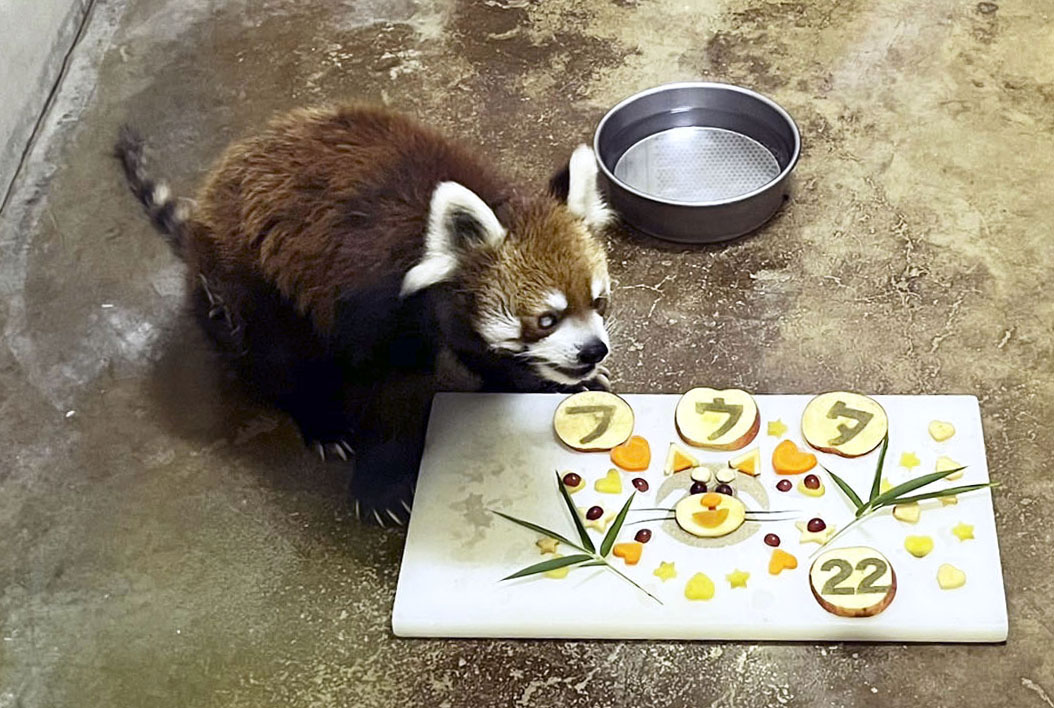 レッサーパンダ風太、22歳に 国内最高齢記録まで2年 - サンスポ