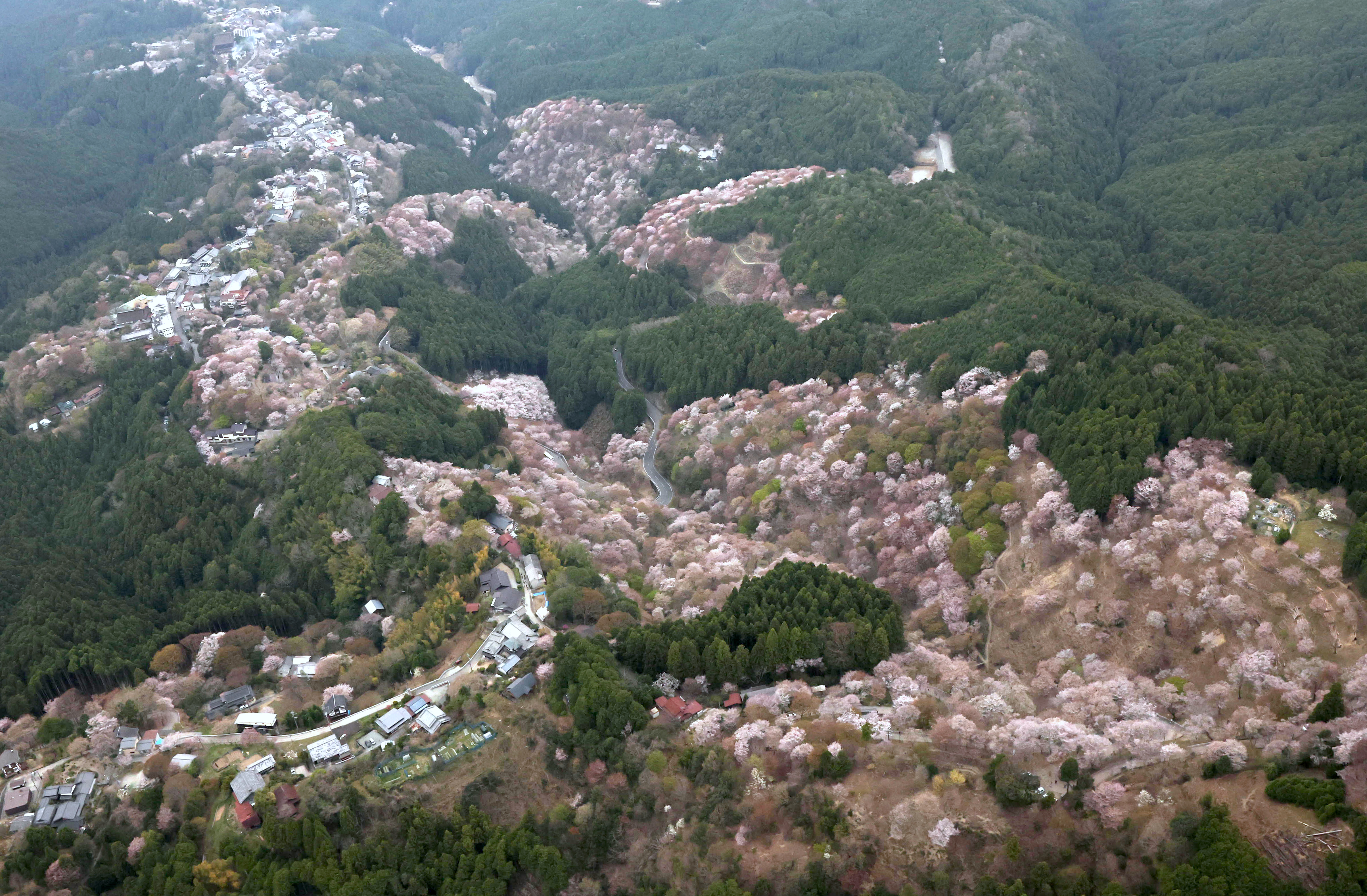 奈良・吉野山の桜をクビアカツヤカミキリから守ろう 12月からクラウド