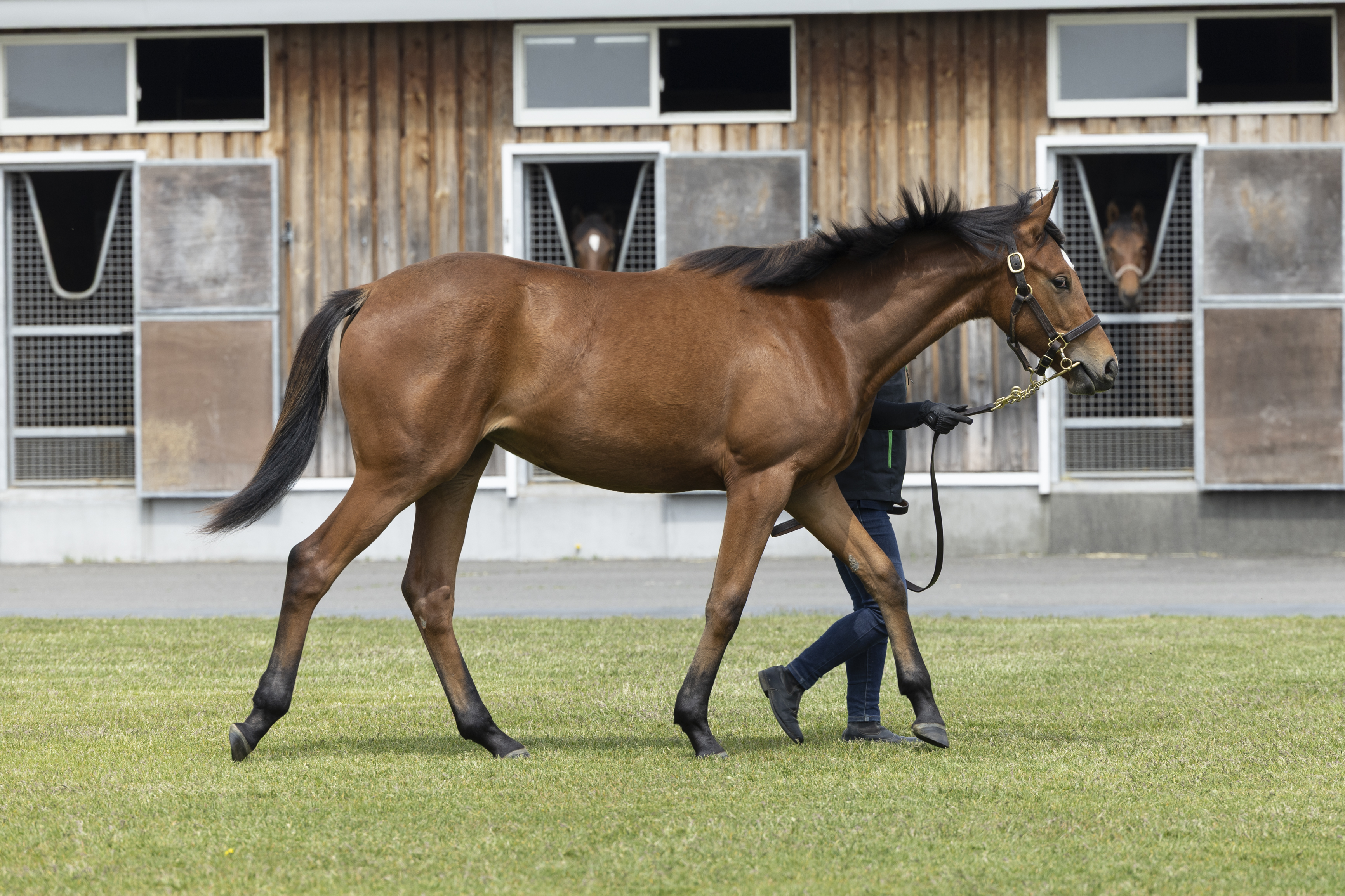 馬です セレクトセール2025 注目馬紹介④】アドマイヤマーズ産駒 桜花賞制覇で