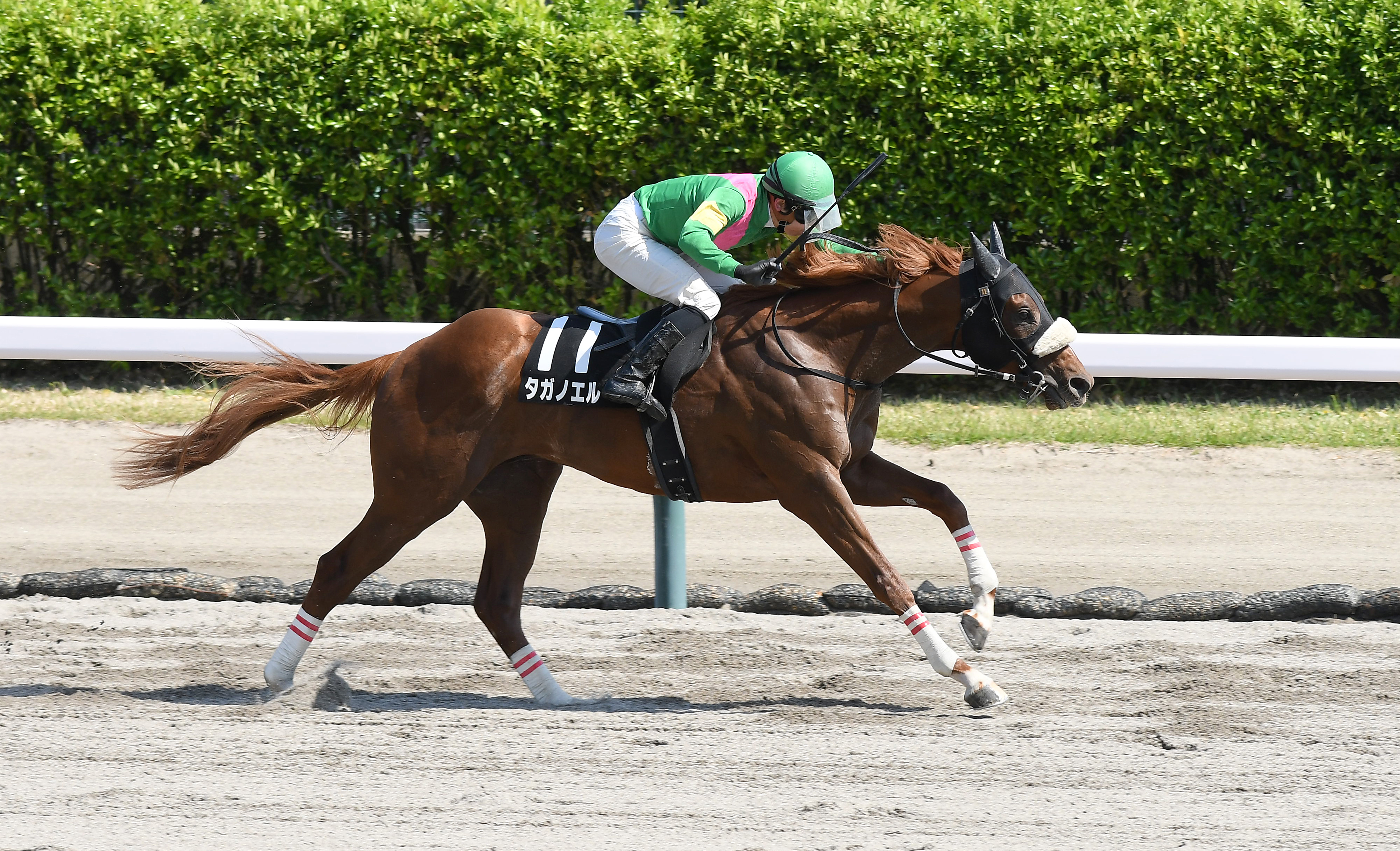 競走馬 わらび賞】タガノエルーが断然人気応えて快勝！ 小崎騎手「どんな競馬