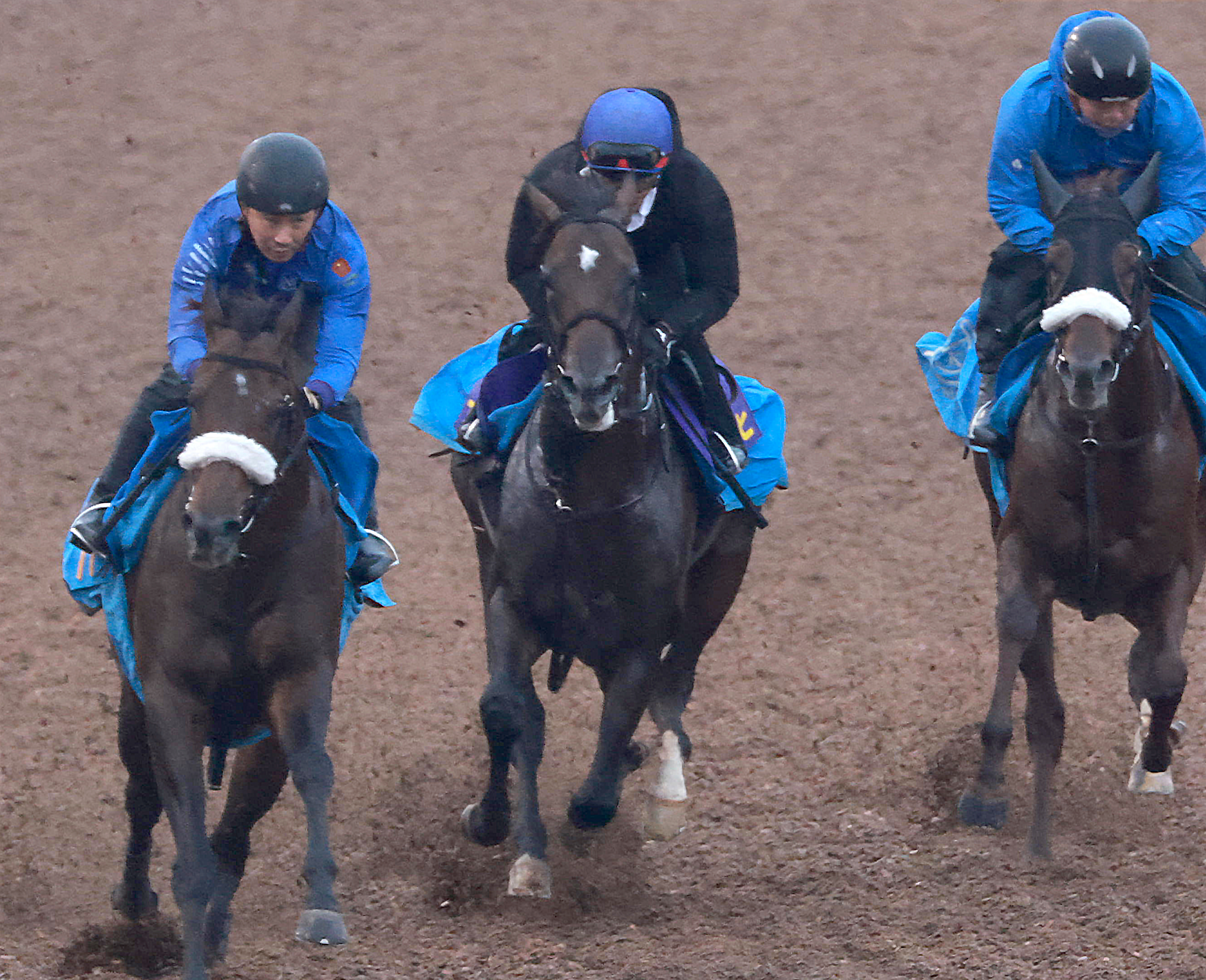 菊花賞 1週前追い切り】アマキヒはWコースで3頭併せ 国枝師「あまり