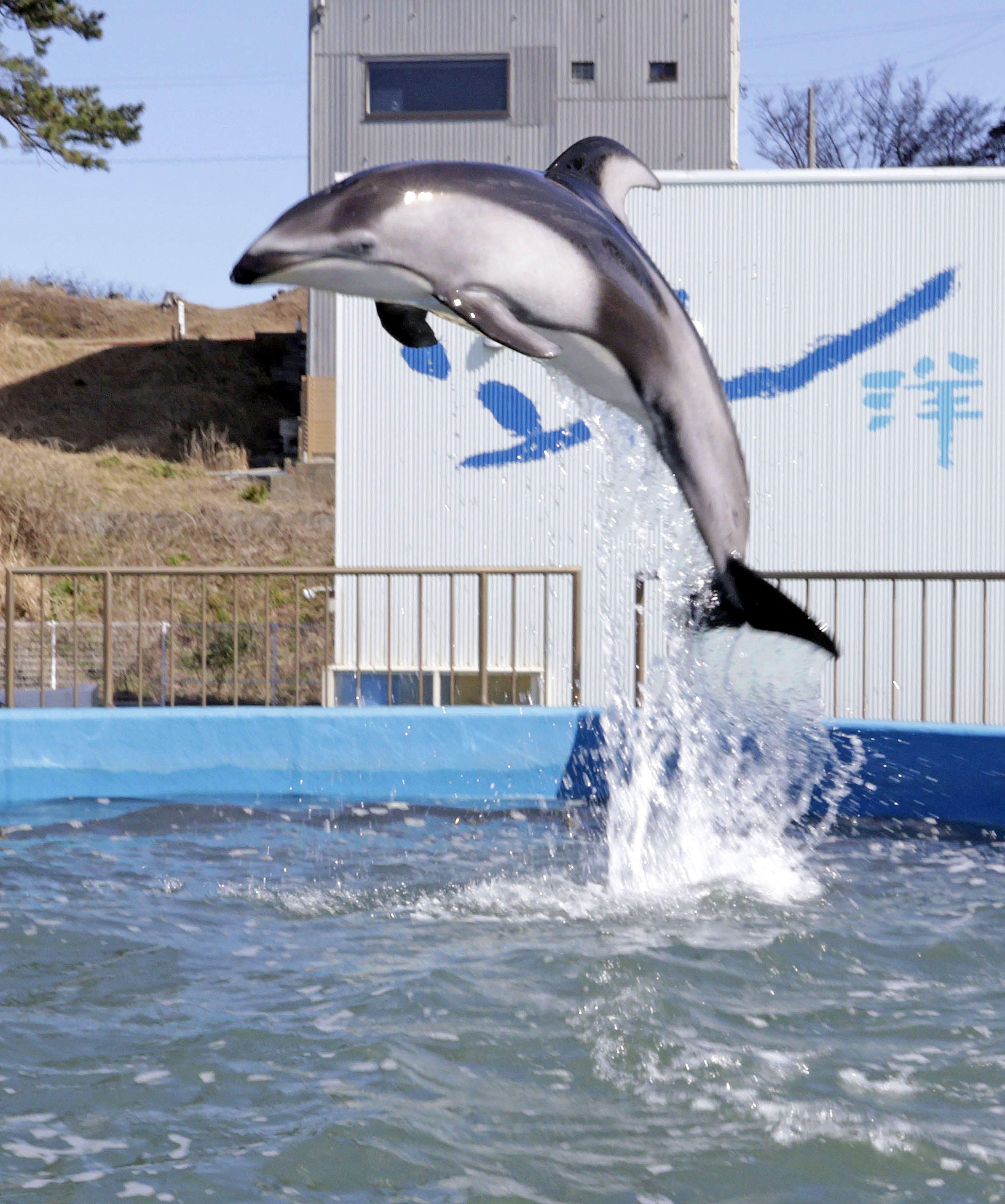 被災イルカ2頭 福井の水族館で展示開始、のとじまから受け入れ - 産経