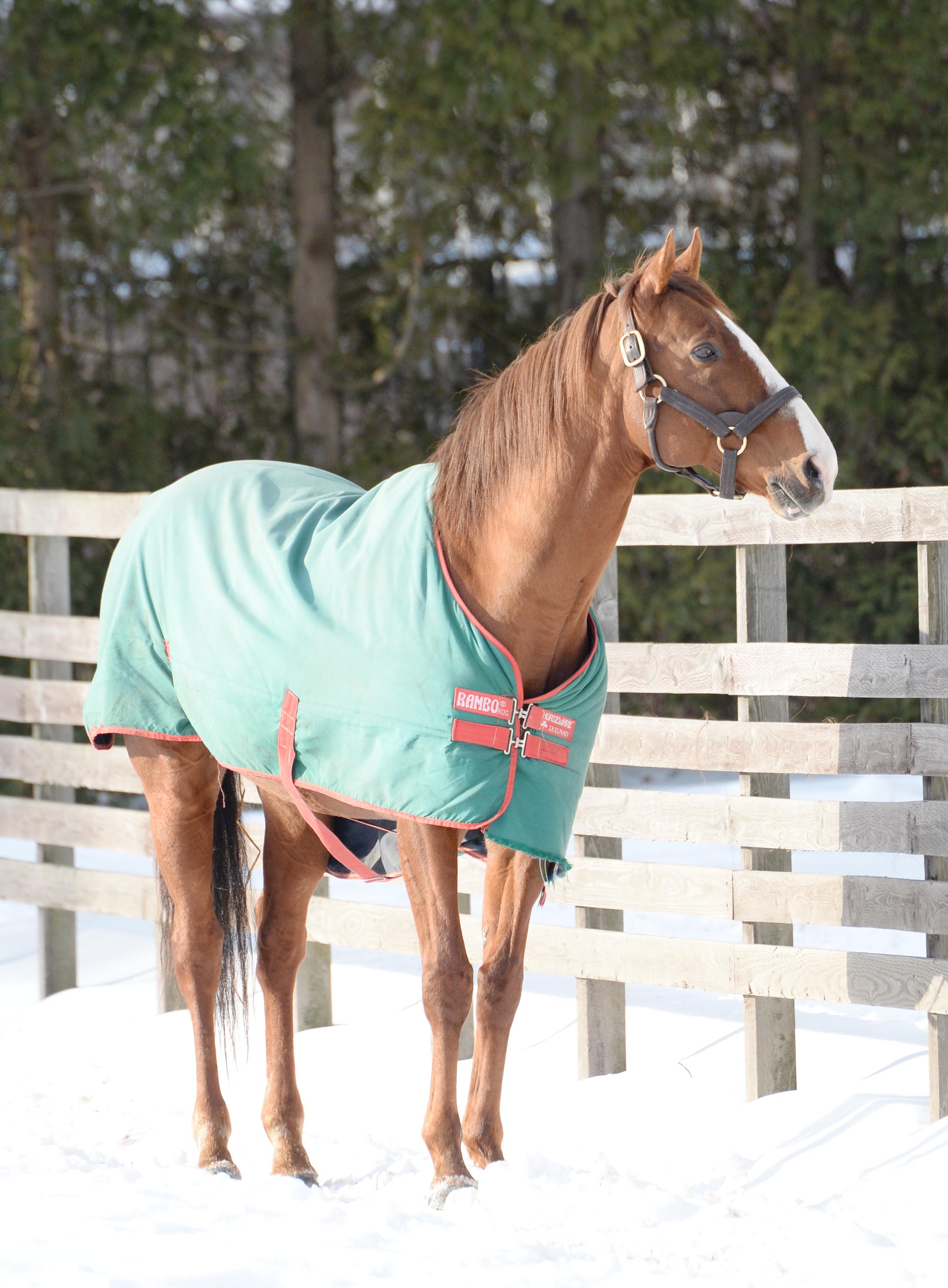 ダイワメジャー死す…25歳 現役時に天皇賞・秋などGⅠ5勝で2年連続のJRA