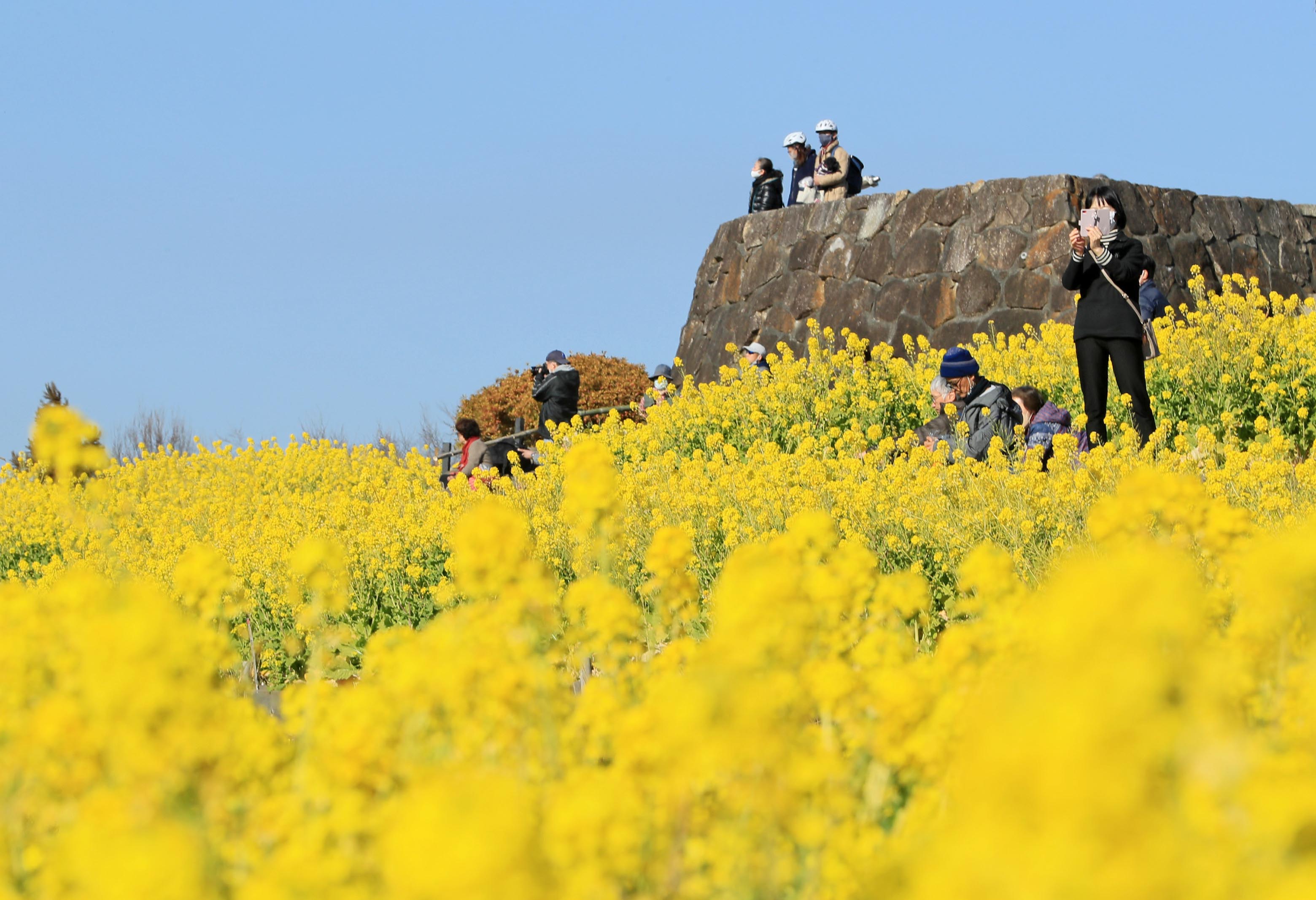 フォト＆動画】菜の花のじゅうたん 神奈川・二宮町 - 産経ニュース