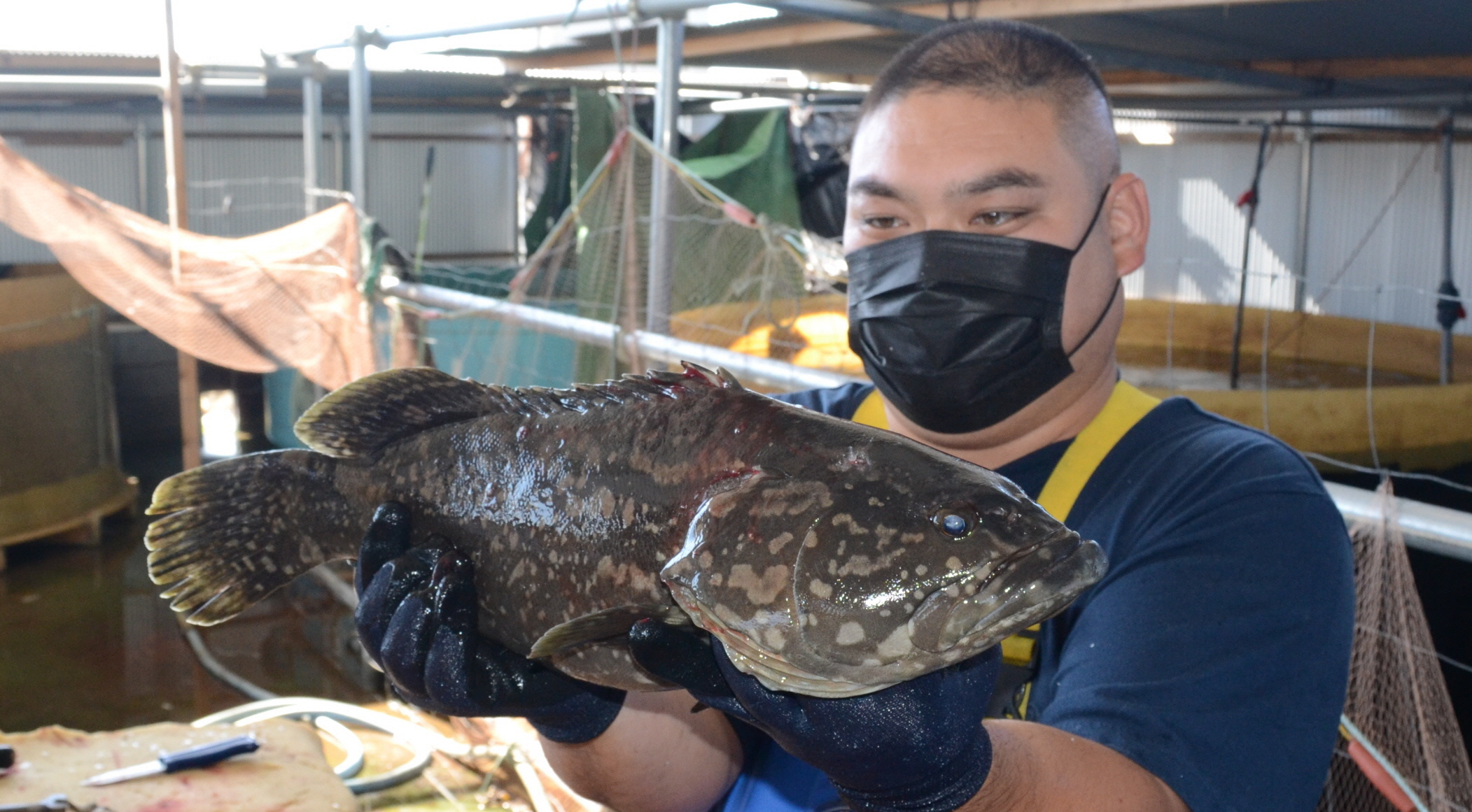 高級魚クエのハイブリッド種を今秋も販売へ 和歌山 1 2ページ 産経ニュース