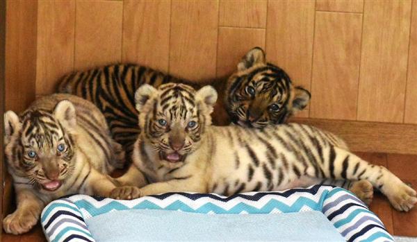 ホワイトタイガーの赤ちゃん 母乳ですくすく成長中 香川 しろとり動物園 産経ニュース