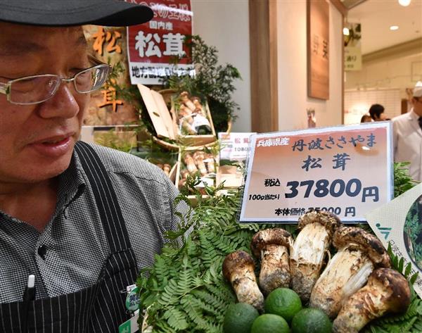 動画】100グラム3万円超！高級マツタケ初入荷 秋の到来告げる 阪神