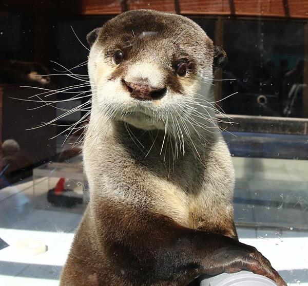 今週の注目記事】カワウソは本当にかわいいか…〝総選挙〟で50万票の