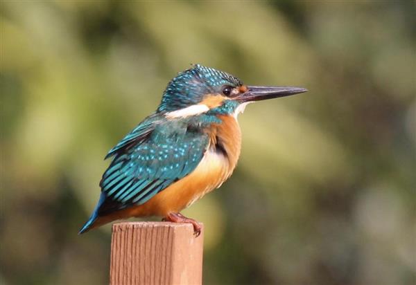 浪速風】帰ってきた「飛ぶ宝石」カワセミ 鳥インフルが気になるが