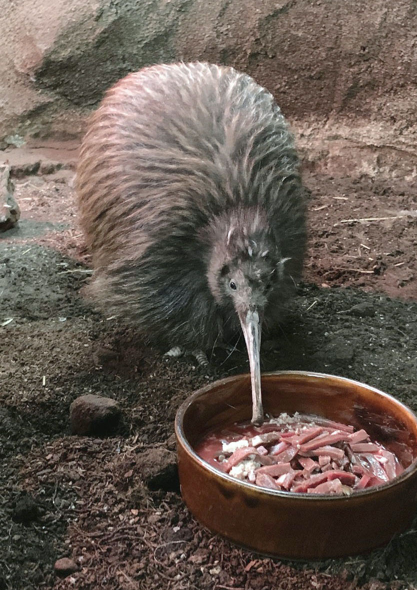 42歳のキーウィ、「ジュン」死ぬ 大阪・天王寺動物園「これまで愛し