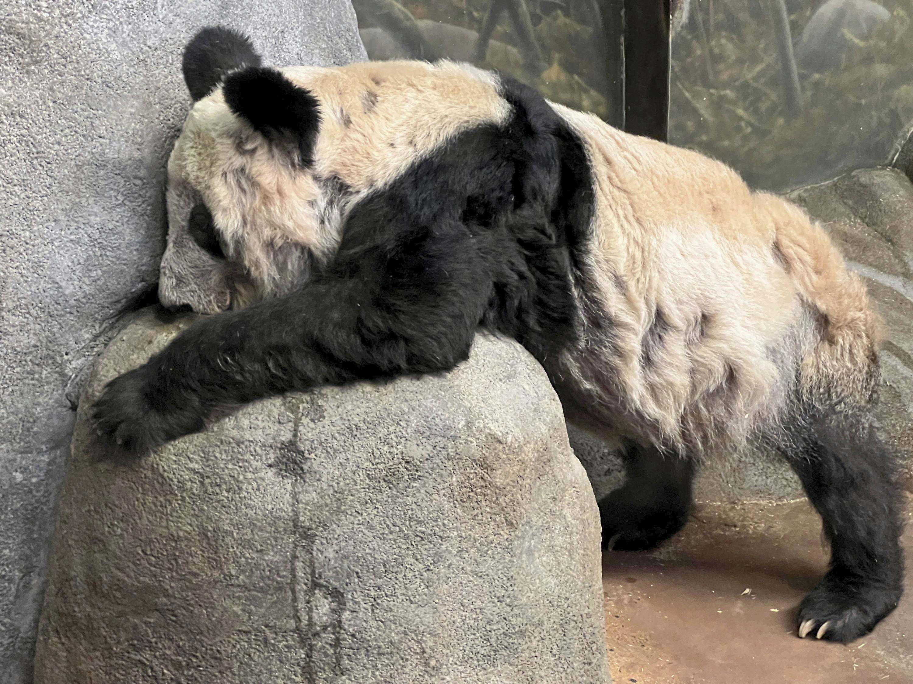 フォト】皮膚病のパンダ、中国帰国へ 米動物園で飼育 - 産経ニュース