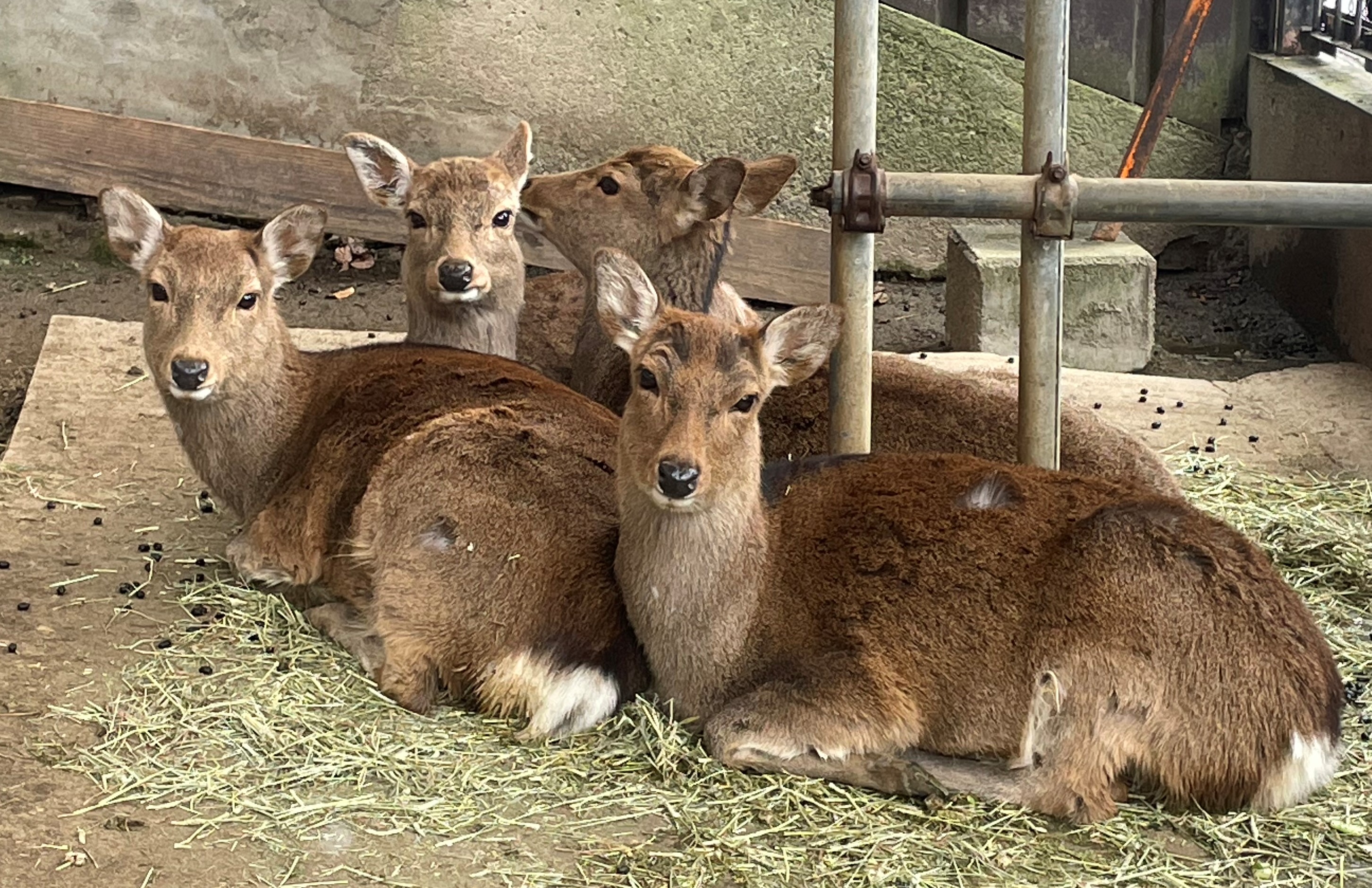 ニホンジカ ♀毛皮 23-12 ニホンジカ ♀毛皮 23-12 ニホンジカ ♀毛皮 23-12 ニホンジカ ♀毛皮