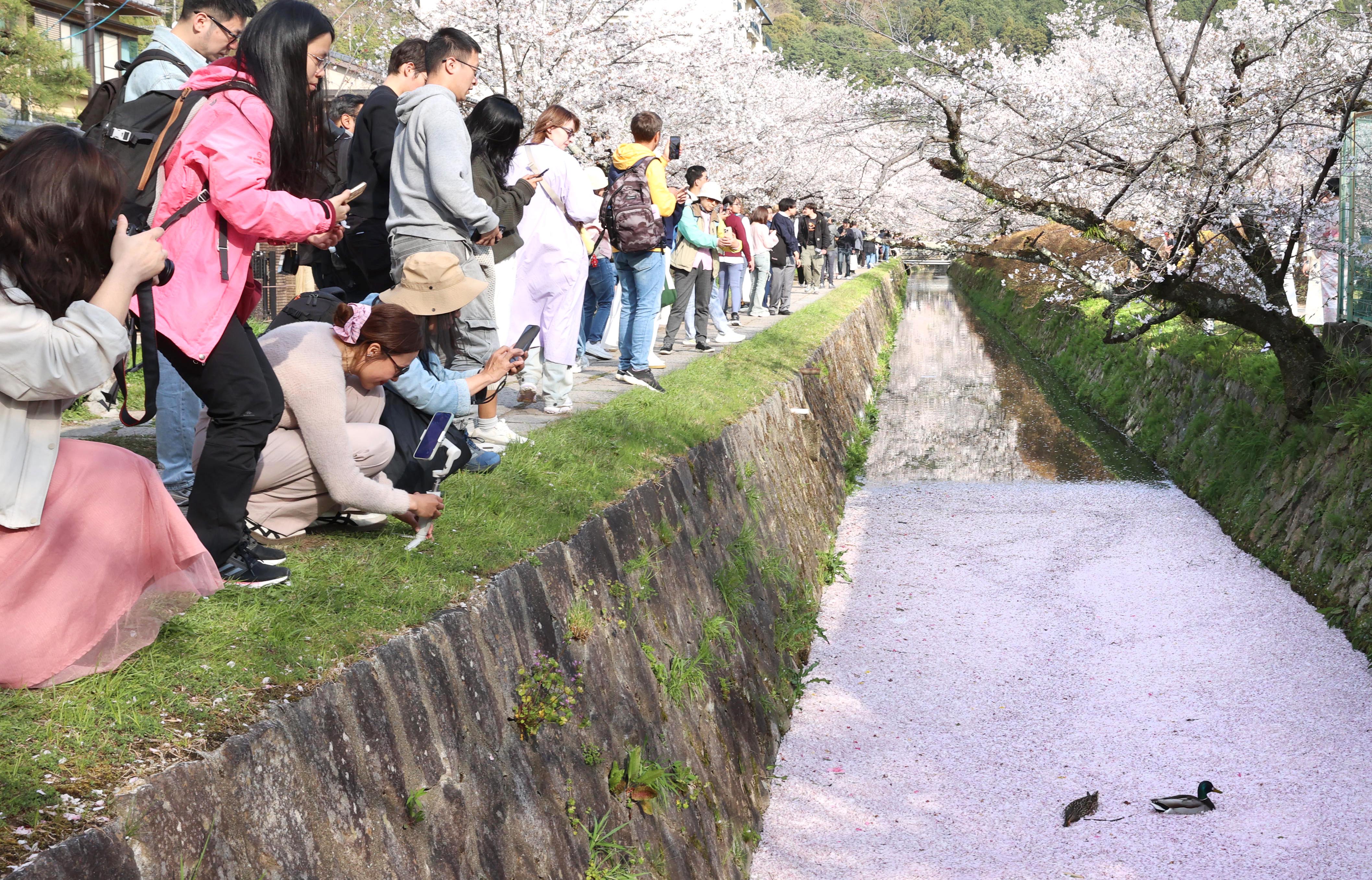 散った桜の花びらが水面を埋め尽くす「花筏」に感嘆 京都・哲学の道で