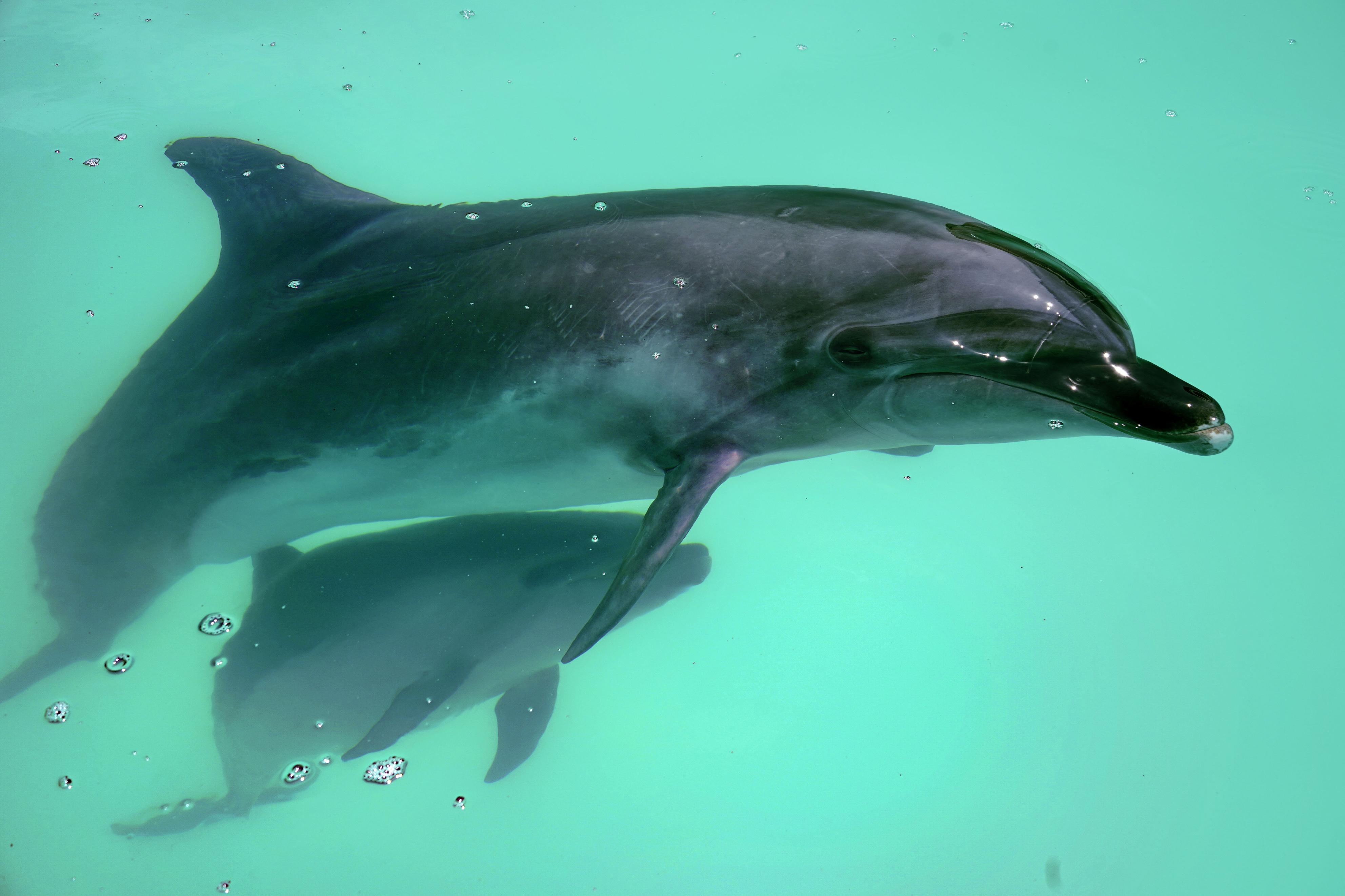 イルカの赤ちゃん、泳ぐお母さんにぴったり 高松の水族館 - 産経ニュース