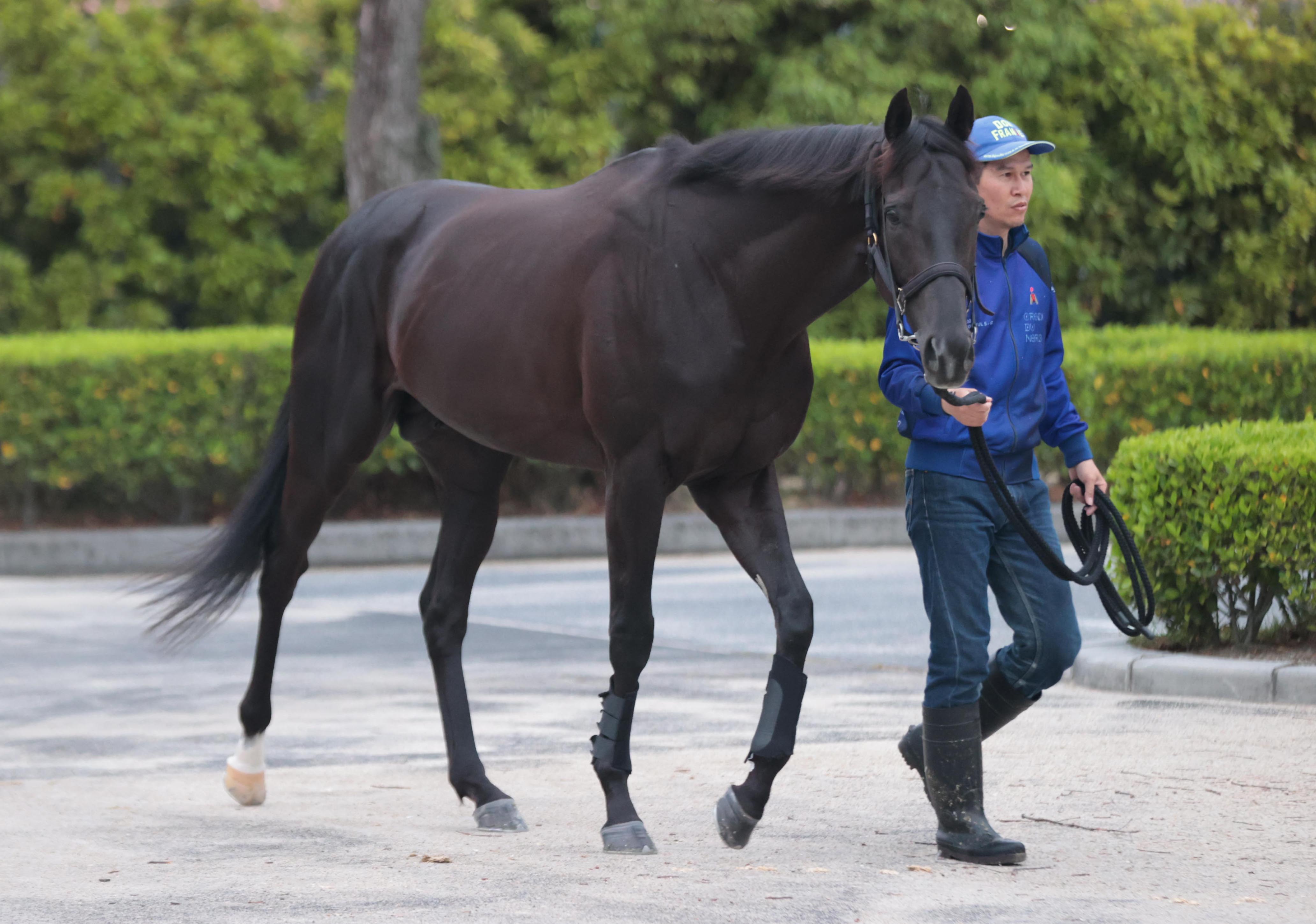 日本ダービー】昨年の最優秀2歳牡馬クロワデュノールは➆枠⑬番