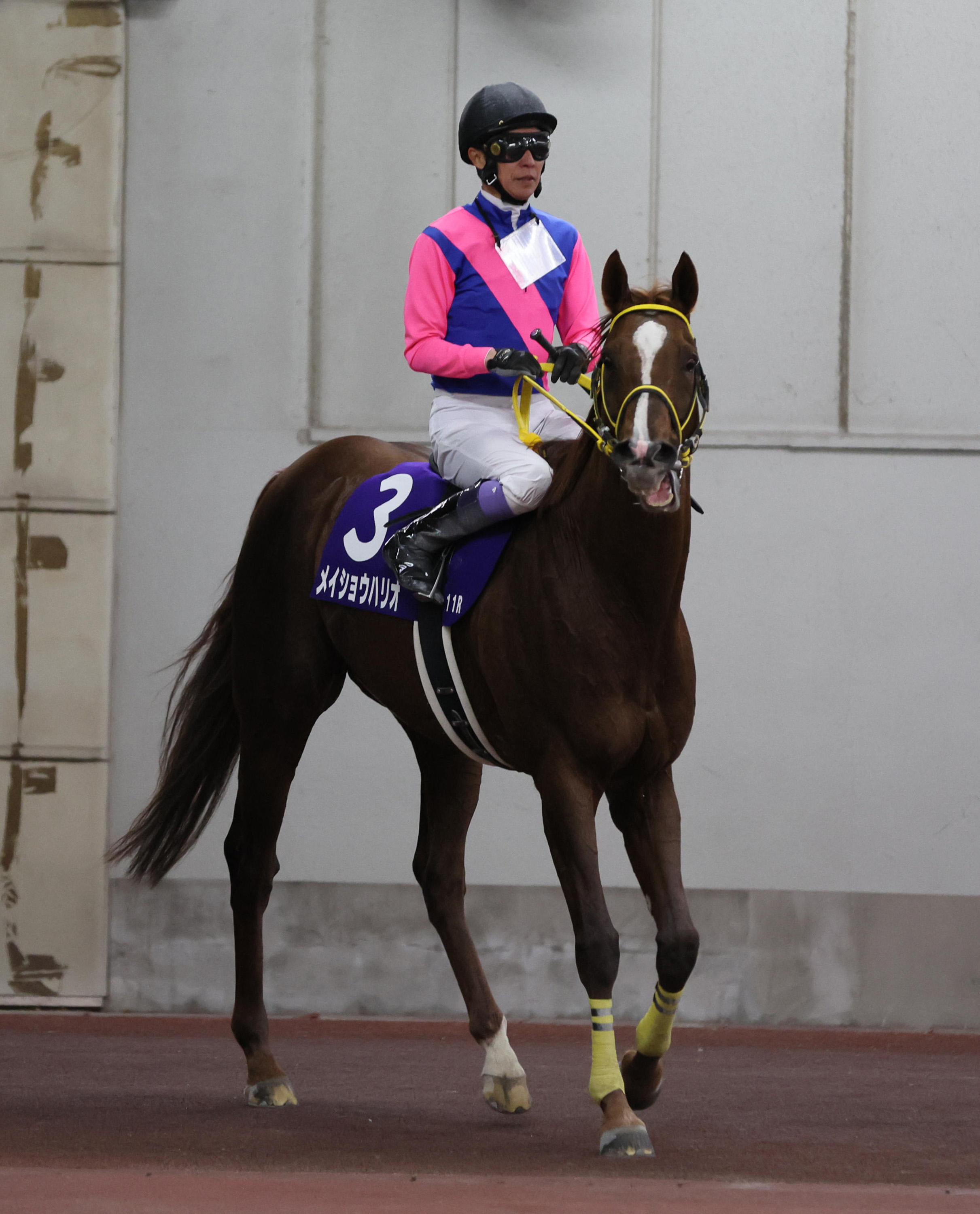 メイショウハリオが引退して種牡馬入り 武豊騎手と挑んだ