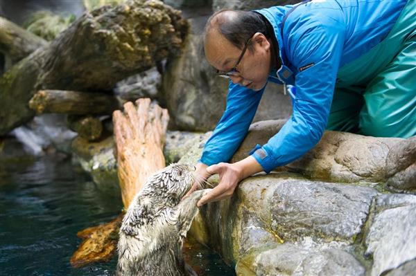 わがままですけど、何か？ 海遊館唯一のラッコ「パタ」追悼写真展 「飼育員泣かせだったが、そんな姿さえもかわいかった」（1/2ページ） - 産経ニュース