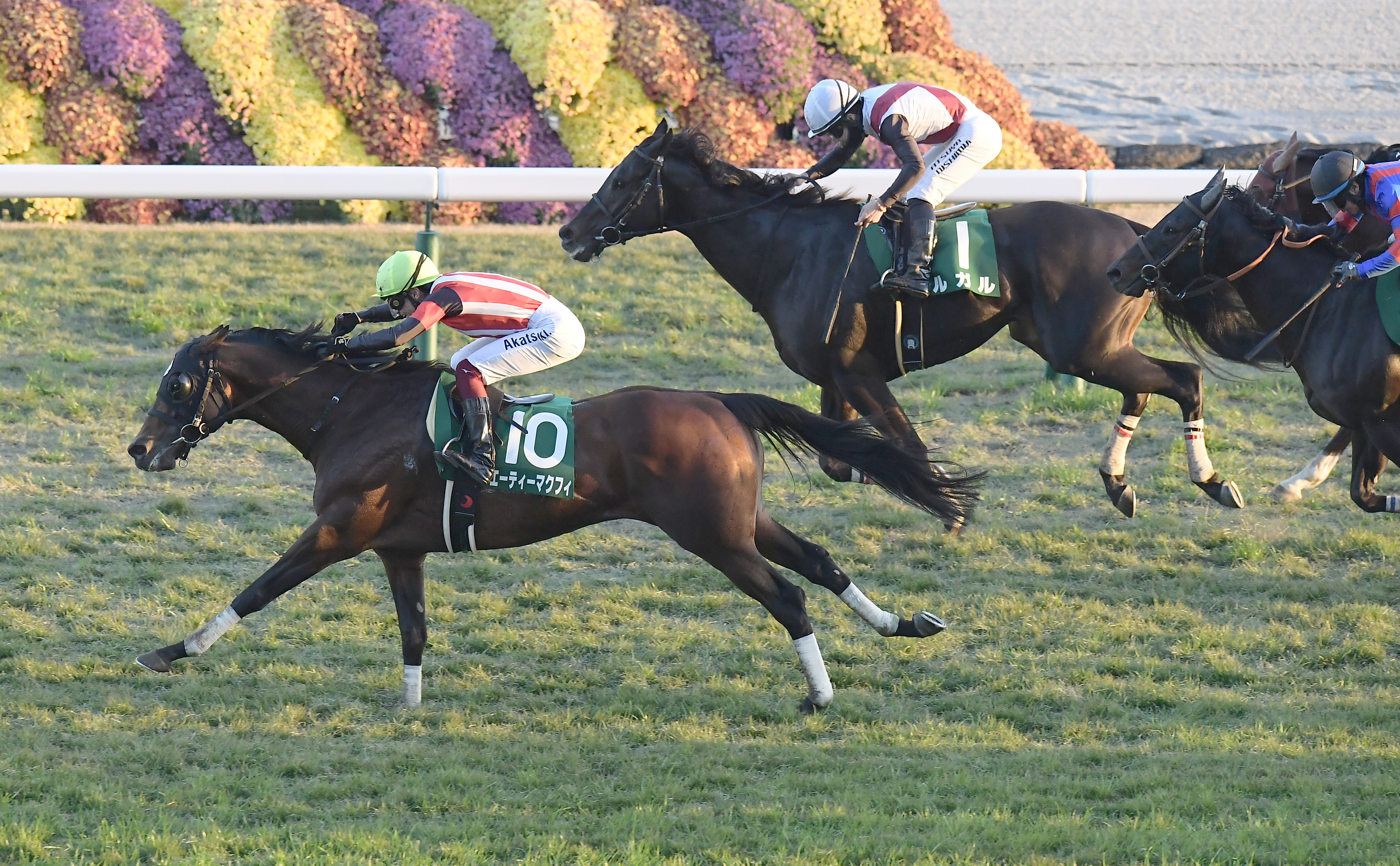 京阪杯】エーティーマクフィ、低評価を覆す自慢の豪脚！ 富田暁騎手は