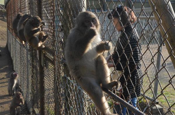 さる 25 SALTIGA 8000-H スピニングリール DAIWA（釣り） ダイワ 25