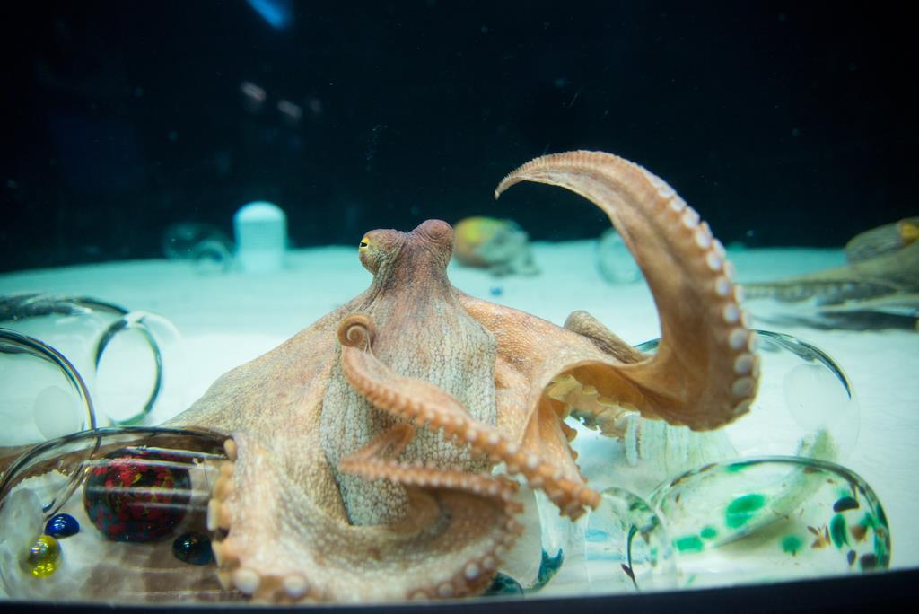 インスタ日誌】透明のタコ壺から「やっほー」 - 産経ニュース