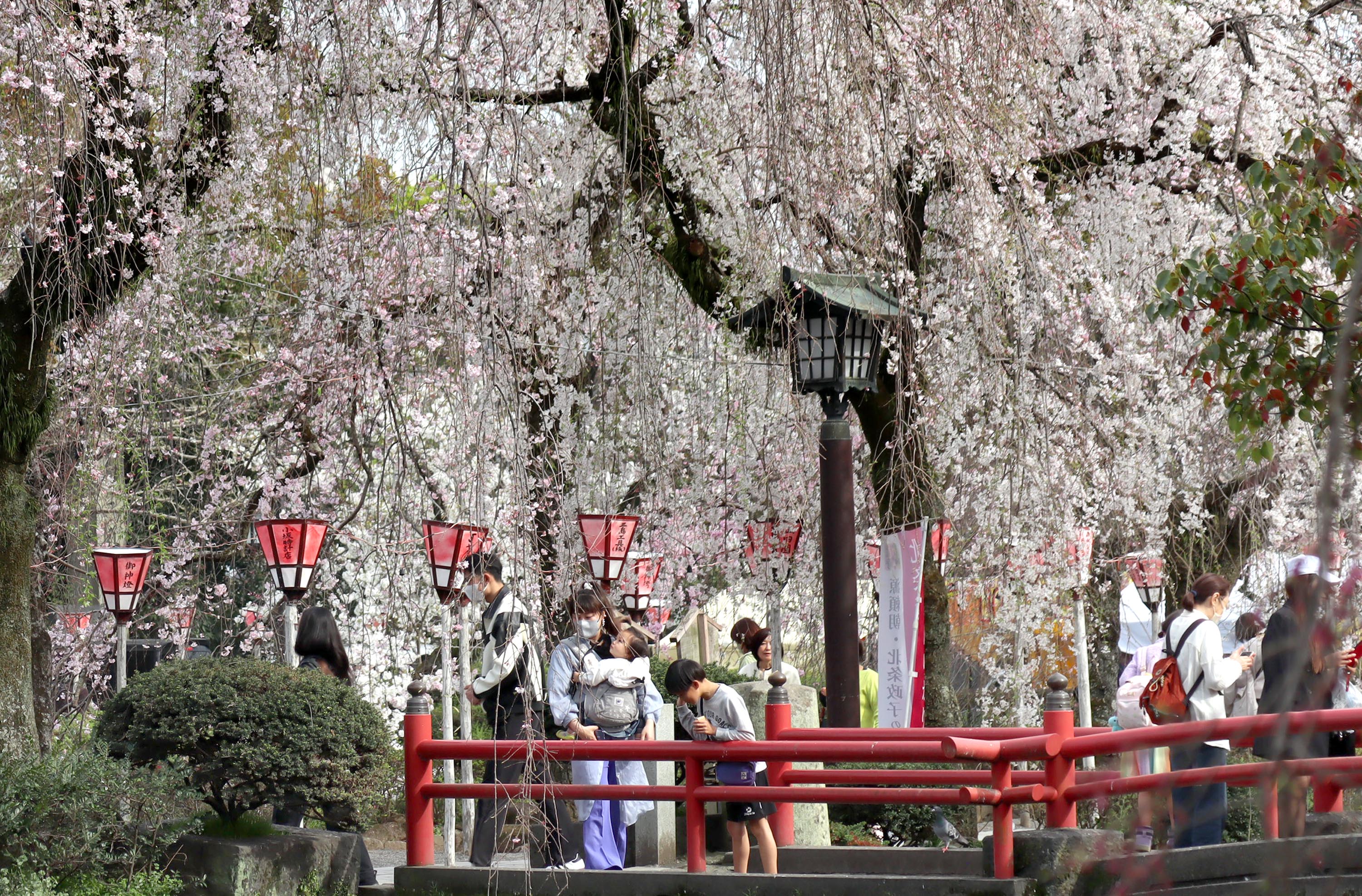大輪の白い花 ミシマザクラ 静岡・三島「三嶋大社」 桜便り2024