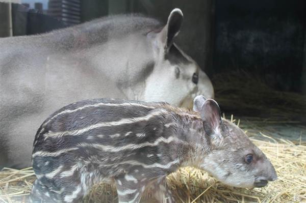 ボク バクの赤ちゃん 京都市動物園 １１日から一般公開 公募で命名へ 産経ニュース