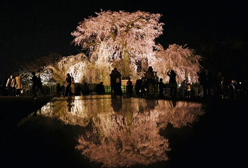 静かな夜桜 京都 円山公園でライトアップ 茶店や屋台の出店なく 産経ニュース