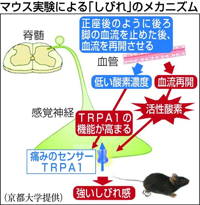 足のしびれ 原因解明 活性酸素が感覚神経刺激 京大研究チーム イザ