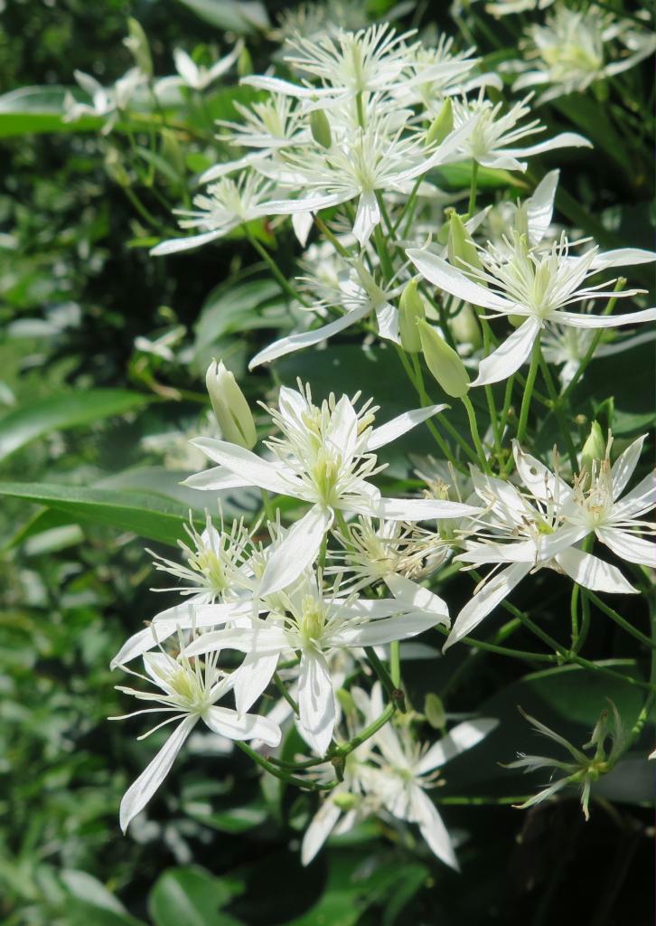 ハイ檀です １７５ 仙人草 産経ニュース