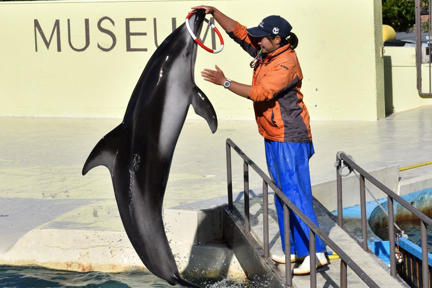 ムラサキイルカさん専用 NTC 400 クジラとイルカ | 株式会社いきもん WEBストア