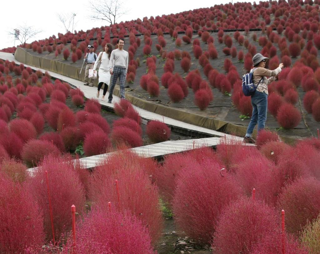 丘を赤に染め上げるコキアが見頃 茨城 産経ニュース